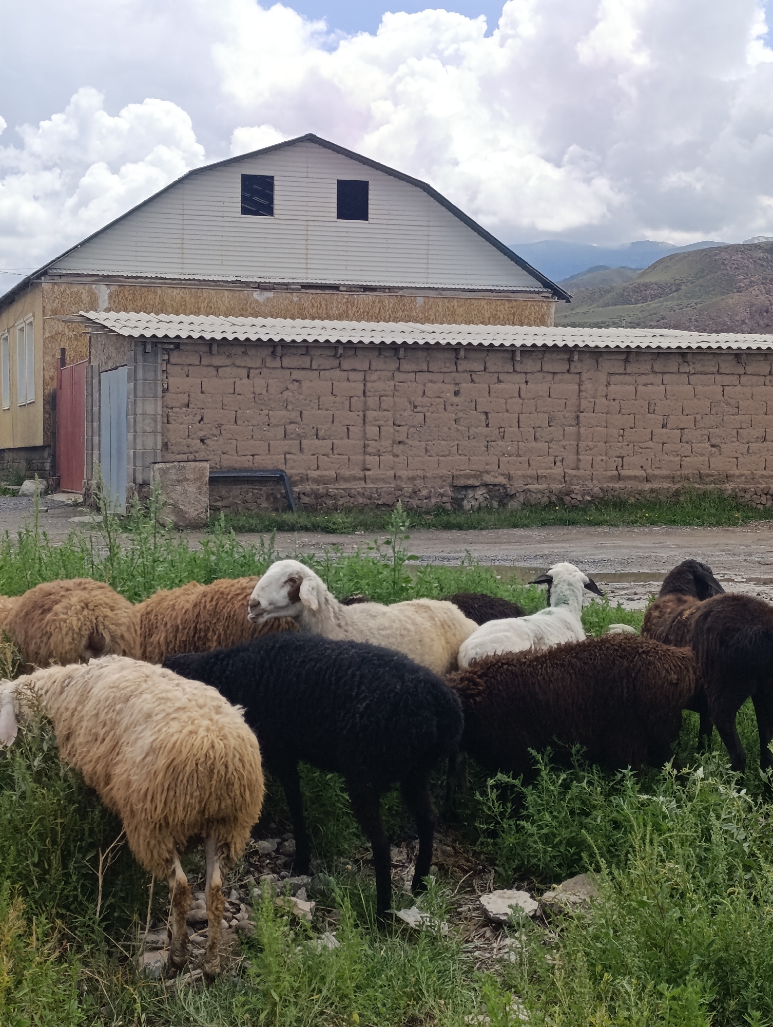 A flock of sheep, some white, some brown, and some black, are gathered in a grassy area in front of a brick building. The building has a white, corrugated metal roof and two dark, rectangular windows. Behind the building, rolling hills are visible under a cloudy sky. The sheep appear to be grazing or resting. The overall scene suggests a rural or semi-rural setting.