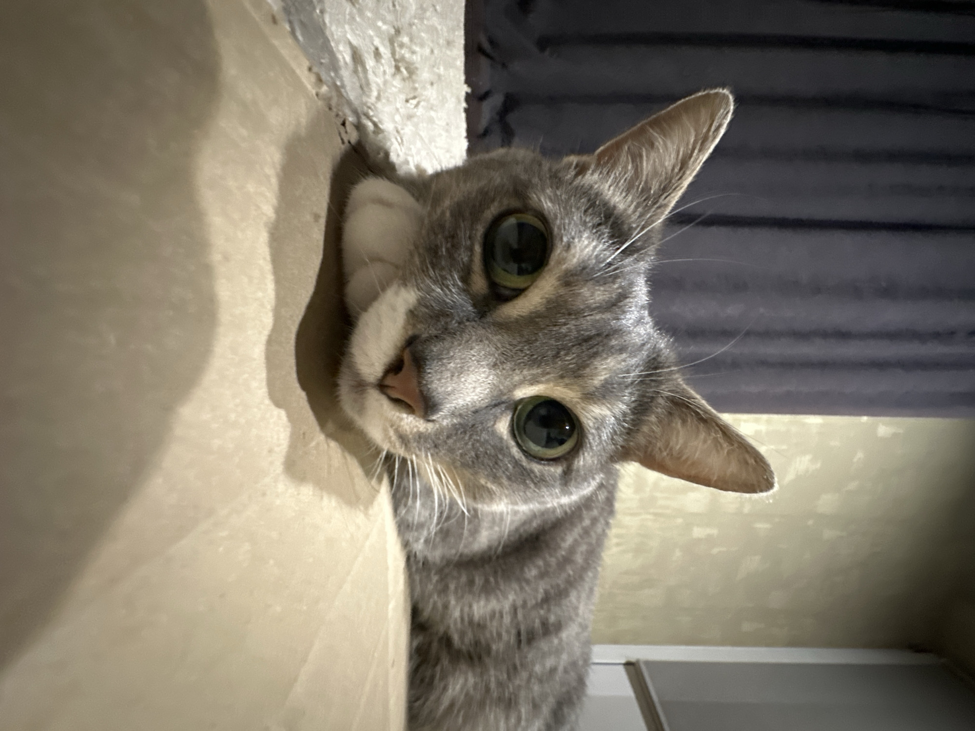 A close-up, low-angle portrait features a gray tabby cat with striking large, bright green eyes and dilated pupils. The cat's head is tilted, giving it an inquisitive and alert expression as it looks directly at the camera. It has a small pink nose, prominent white whiskers, and white fur on its chin and muzzle. Its fur shows distinct darker tabby stripes across its gray and brownish coat.
The cat appears to be peeking from behind a light brown or beige vertical surface, possibly a box or piece of furniture, which dominates the left side of the frame. To the upper left and slightly behind the cat's head, a textured, off-white object, resembling a cat tree or rough fabric, is visible. The background directly behind the cat is dark with subtle horizontal lines, suggesting curtains or blinds. To the right, a lighter, textured wall or surface with faint patterns can be seen, and at the bottom right, a flat white or light gray surface is present. The lighting suggests an indoor setting with artificial illumination, enhancing the detail of the cat's fur and the intensity of its gaze. There is no visible text.