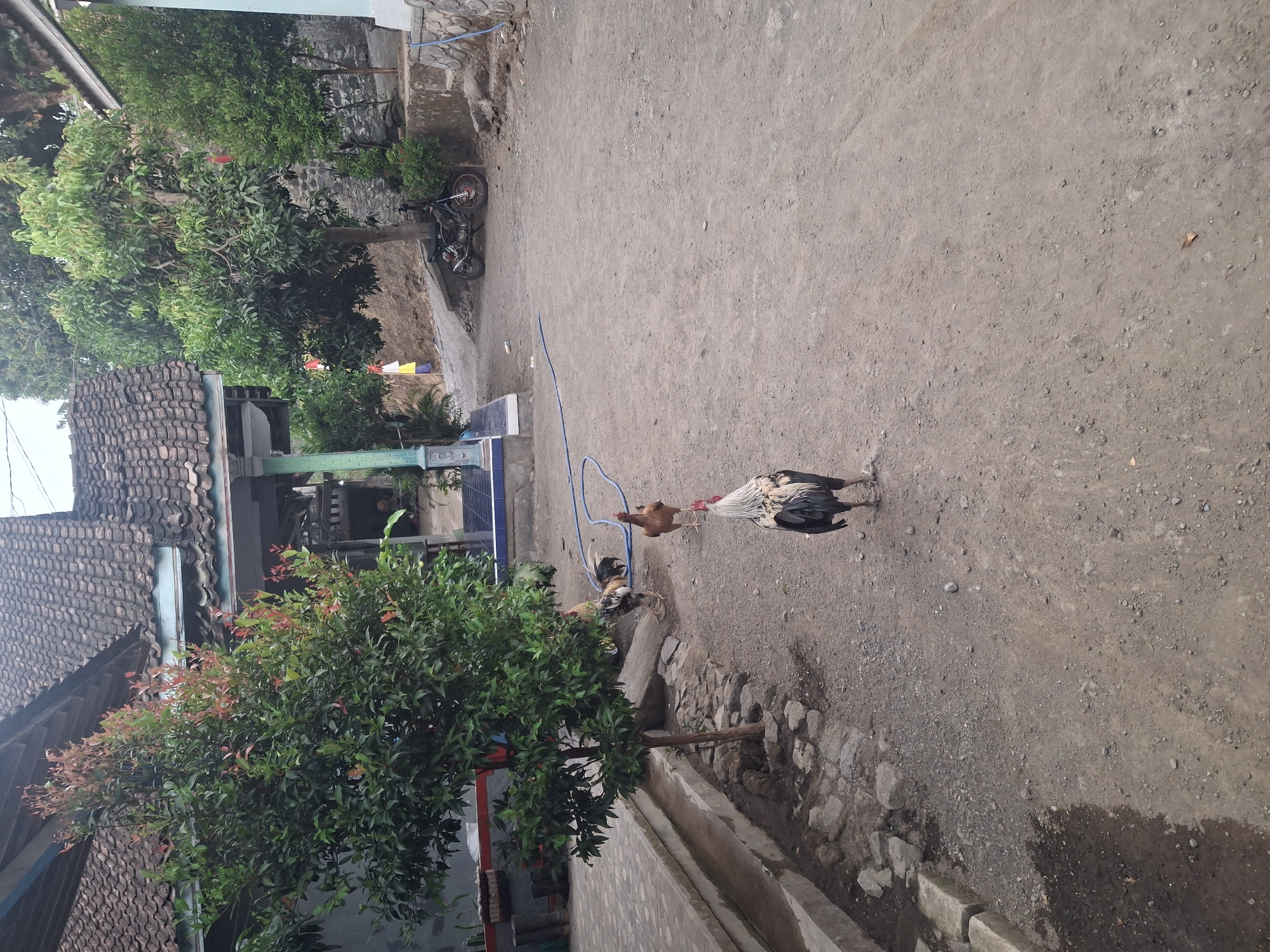 In a dusty yard in Muncar, Indonesia, three chickens are present. A large rooster with black, white, and gold plumage stands in the foreground, facing away from the viewer. Behind it, a smaller brown hen pecks at the ground. Further back, another chicken, possibly a hen, is partially obscured by a tree. The yard is surrounded by a traditional Indonesian house with a tiled roof, a small motorcycle parked on the side, and several trees and plants. A blue hose is visible on the ground, stretching across the yard. The scene appears to be a typical rural or semi-rural setting in the region.