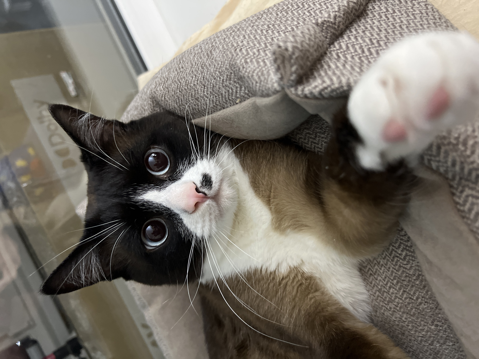 A close-up, angled, eye-level shot depicts a cat reclining in a herringbone-patterned bed. The cat has black and white fur with brown accents and a pink nose. It is looking up with wide eyes and extending a white paw with pink toe beans towards the viewer. The background is blurry, suggesting an indoor setting. There is no indication that the scene is in the city of Noviy, Russia.