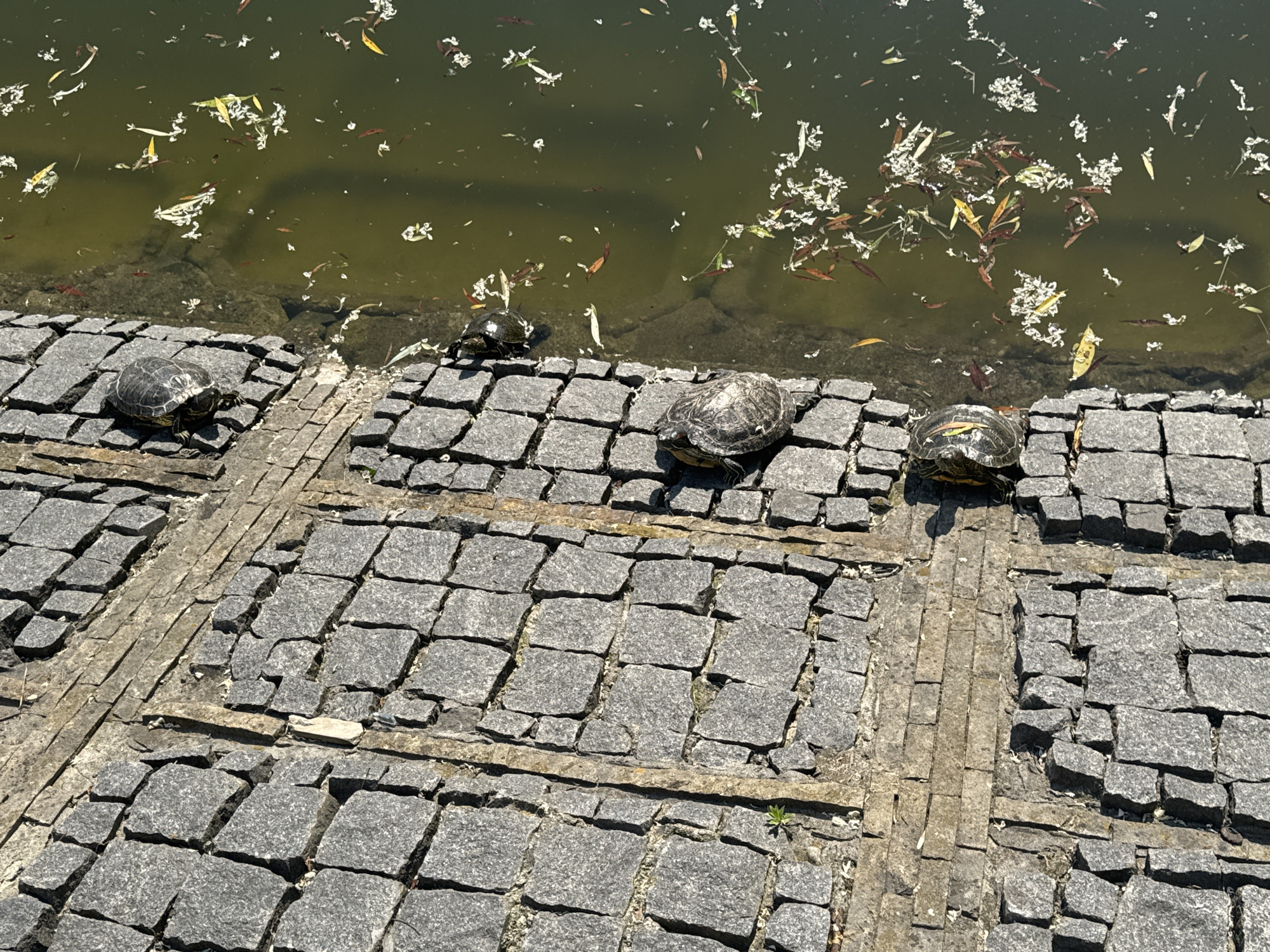 The image shows a stone pathway next to a body of water, possibly a pond or canal, with several turtles basking on the pathway and swimming in the water. The pathway is paved with grey cobblestones arranged in a grid pattern. The water is murky and appears to contain fallen leaves and some aquatic plants. The scene is lit by sunlight, casting shadows on the pathway. There are no people visible in the image. The setting is likely an outdoor public space within the city of Vinnytsia, Ukraine, given the context provided. The turtles are common freshwater species, possibly red-eared sliders, identified by their distinctive markings. They are positioned on the warm stones, likely to absorb heat from the sun, or are partially submerged in the water. The image captures a naturalistic moment in an urban environment.
