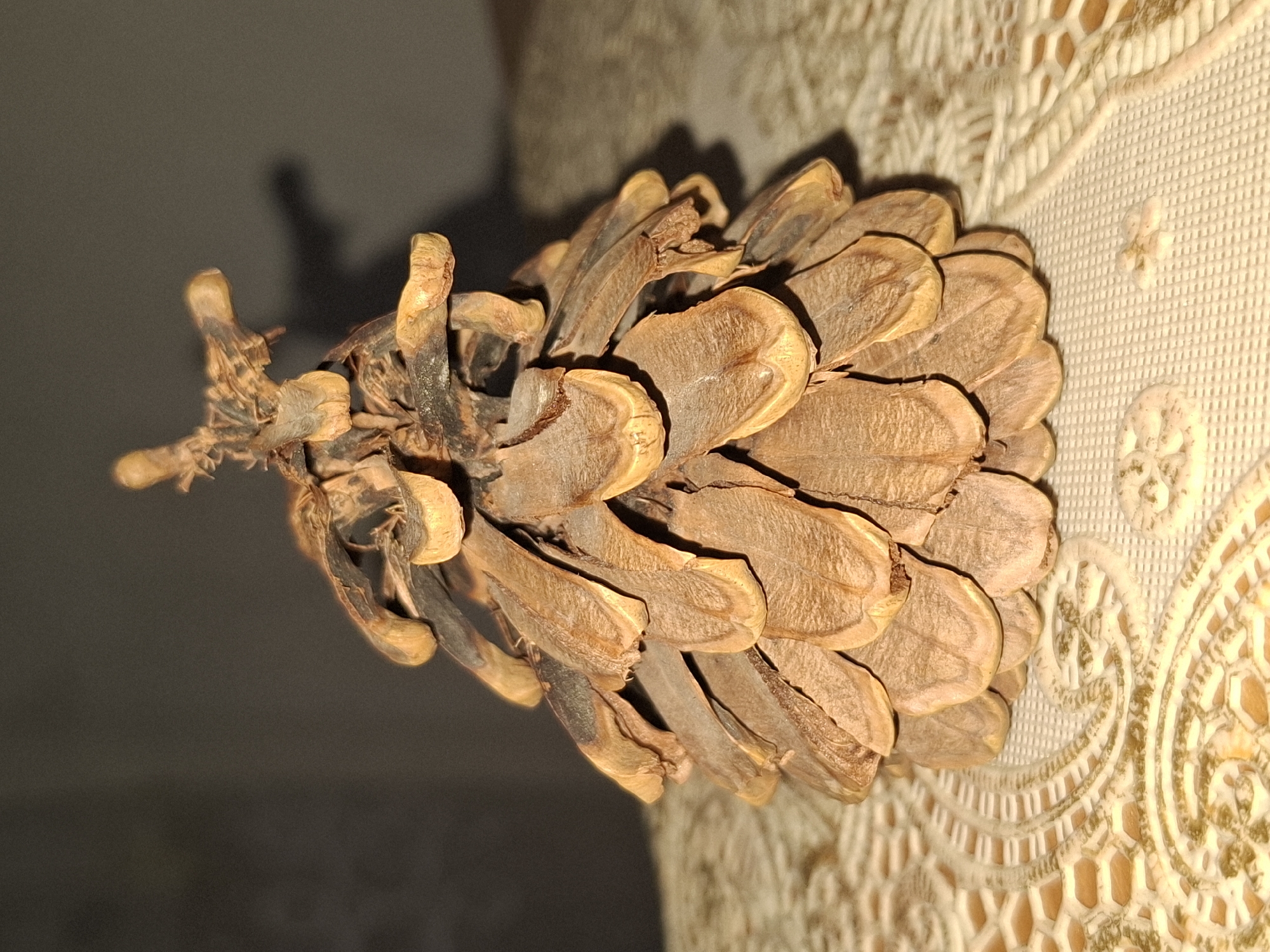 A dried pinecone stands upright on a textured, light-colored surface, possibly a doily or tablecloth. The pinecone is brown and tan, with open scales revealing its inner structure. The top of the pinecone has several dried, twig-like protrusions. The background is dark and out of focus, with a subtle shadow cast by the pinecone to its right. The scene appears to be indoors, with artificial lighting. There are no people or animals present. The image was taken in Almaty, Kazakhstan.