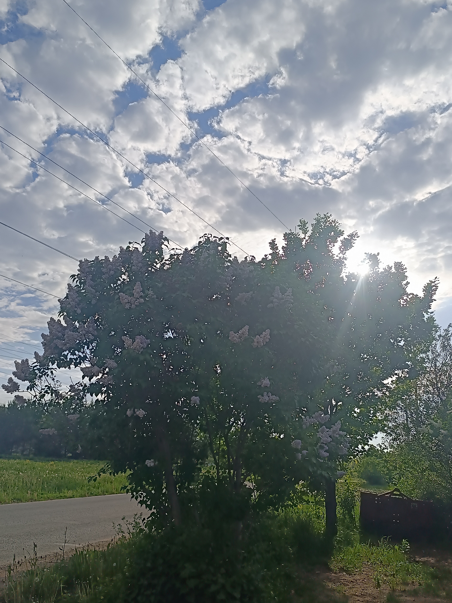 The image shows a lilac bush in full bloom, obscuring the sun, near a road and some sort of small structure. The sky is overcast with clouds. Power lines are visible crossing the sky. The location is near the city of Zav'yalovo, Russia, based on available metadata. There are no people visible in the image.