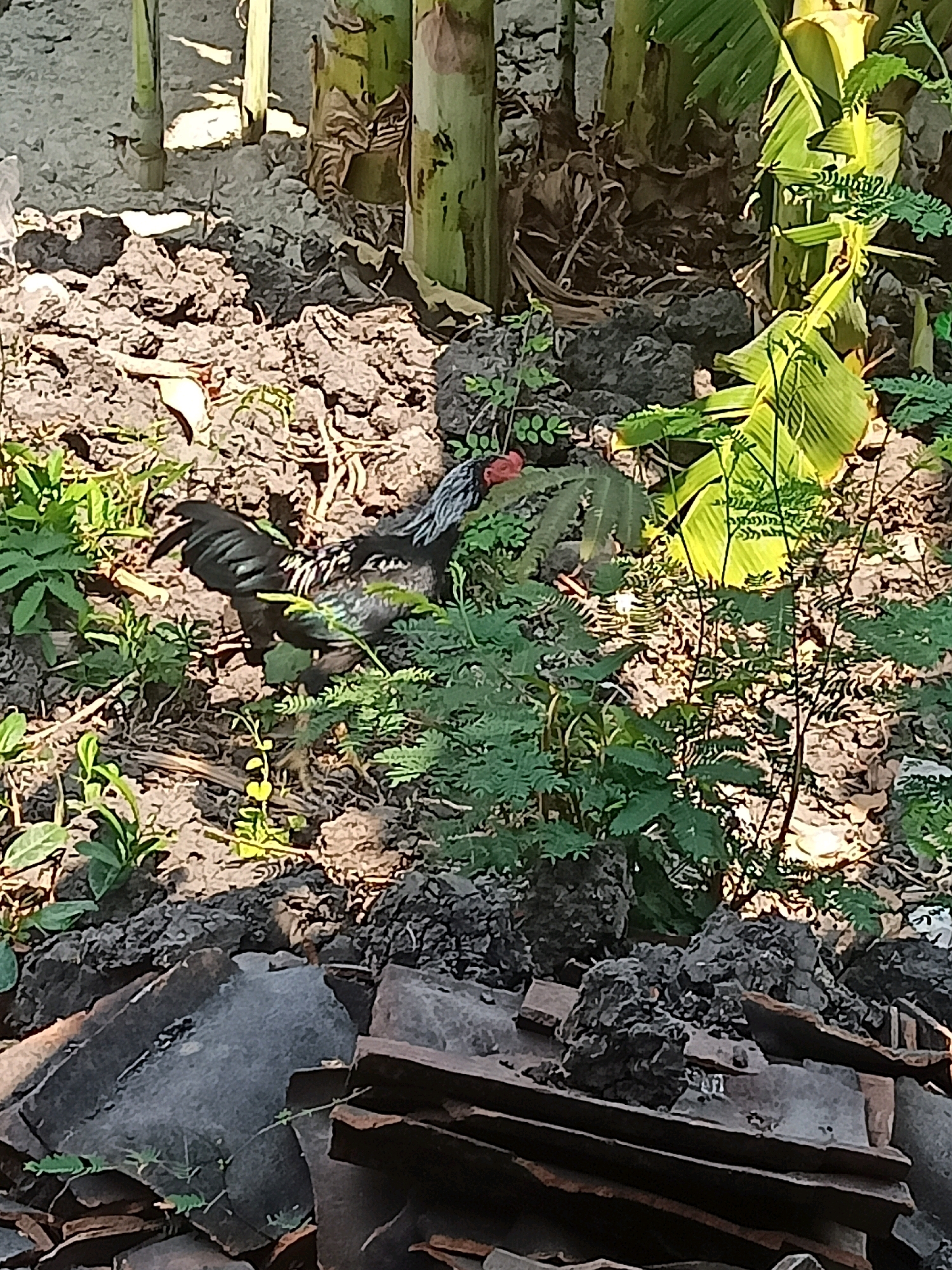 A black and grey rooster with a red comb stands in a patch of dirt and vegetation. The rooster is partially obscured by green leafy plants. In the background, banana trees with large green leaves are visible, along with more vegetation and dark, lumpy soil. In the foreground, there are broken pieces of what appear to be clay roof tiles. The scene is lit by sunlight, casting shadows on the ground. The location is identified as Karangtalun, Indonesia.