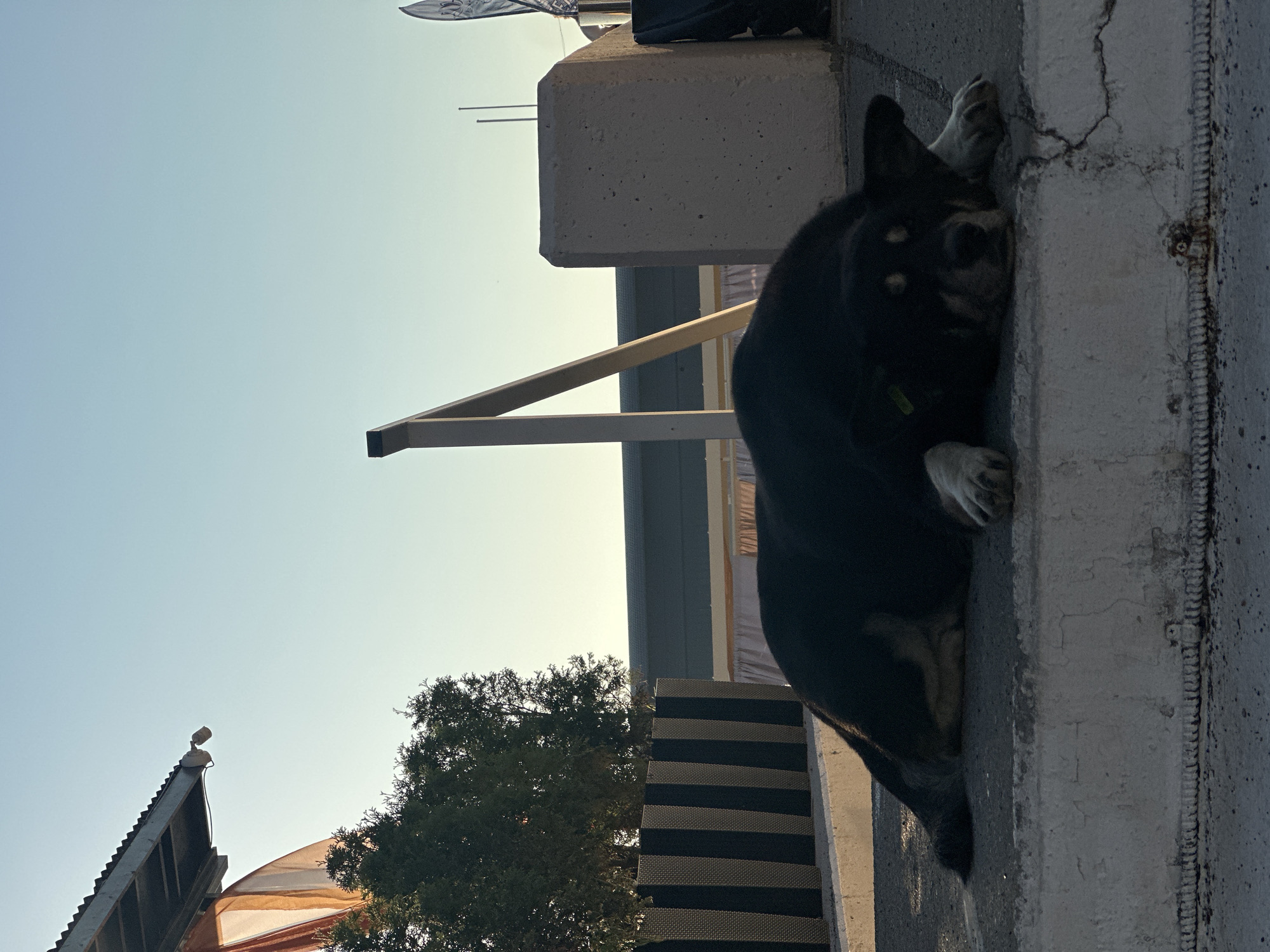 A black and tan dog lies on a concrete surface in front of a striped fence and a building with a light-colored structure and an awning. The dog is resting its head on its paws. The sky is clear and pale blue. The scene is outdoors, possibly in a public area. The image is framed from a low angle, looking up at the dog. The overall impression is one of calm and relaxation.