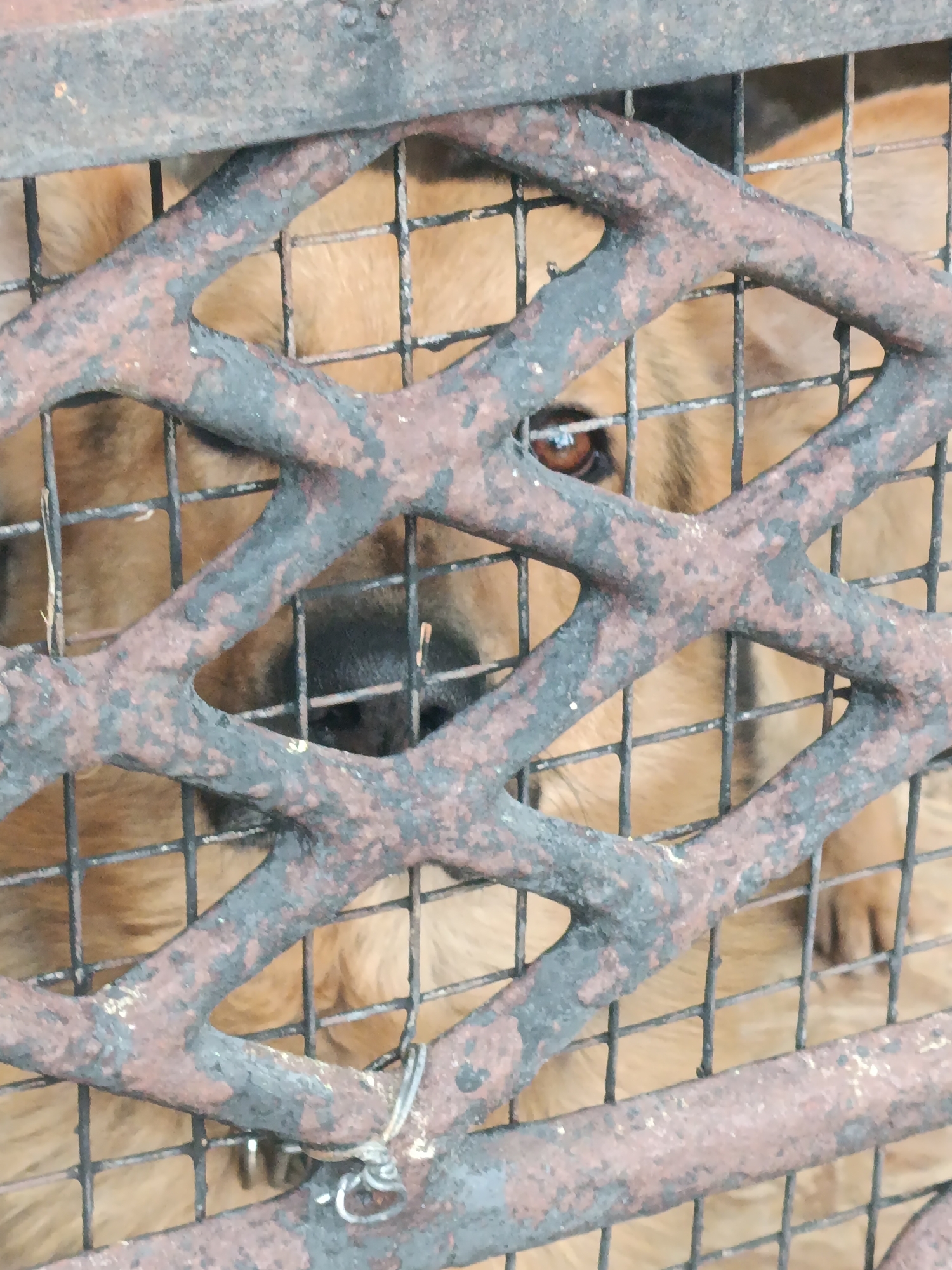 The image shows a close-up view of a dog behind a rusty metal grate. The dog, which appears to be a German Shepherd or similar breed, has light brown fur. Its face is partially visible, with one eye clearly discernible as brown and alert. The dog's nose and snout are also visible. The metal grate is composed of diamond-shaped openings formed by thick, rusted bars. The texture of the rust is rough and flaky, with patches of dark metal showing through. The background is blurred, but it seems to be the interior of an enclosure or kennel, indicated by the wire mesh behind the dog. The lighting suggests it could be daytime, though the exact time is not specified. The overall impression is one of confinement, with the dog looking out from behind the bars. There is no visible text in the image.
