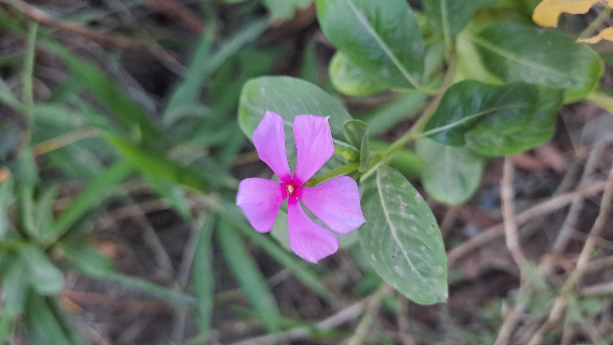 A close-up, high-angle shot captures a single, five-petaled pink flower with a vibrant pink center. The flower is in focus, with its delicate petals slightly curved. It is surrounded by lush green leaves and a blurred background of more greenery and dry earth, suggesting an outdoor, natural setting. The image was taken in Geulanggang Baro, Indonesia.