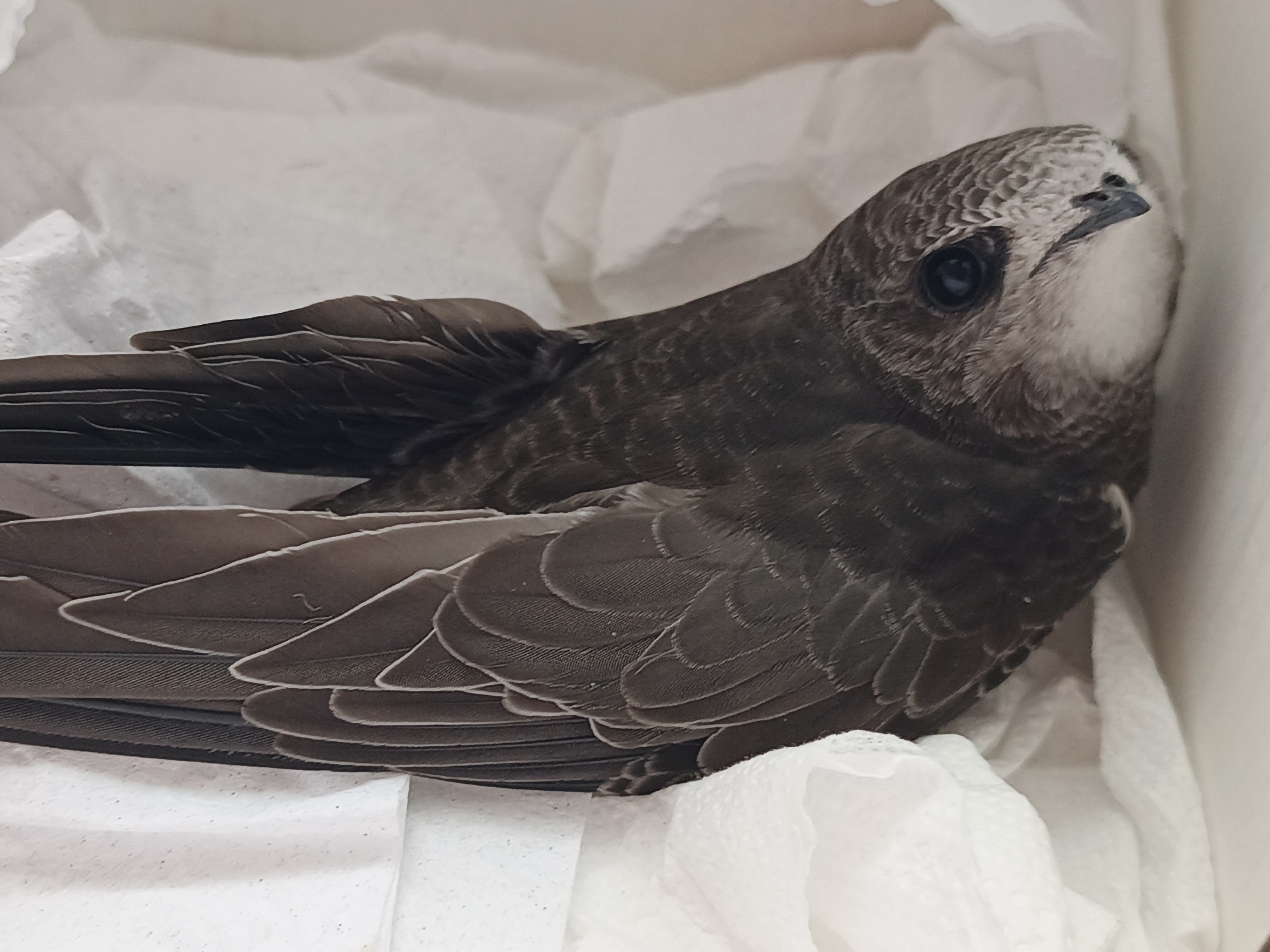An overhead, close-up shot shows a small, brown bird, possibly a swift, lying on its side in a white paper box. The bird's wings are folded back, with individual feathers clearly visible. The bird has dark eyes and a dark beak. The background is the crumpled white paper lining of the box. No specific location in Zlatoust, Russia, can be determined from the image.