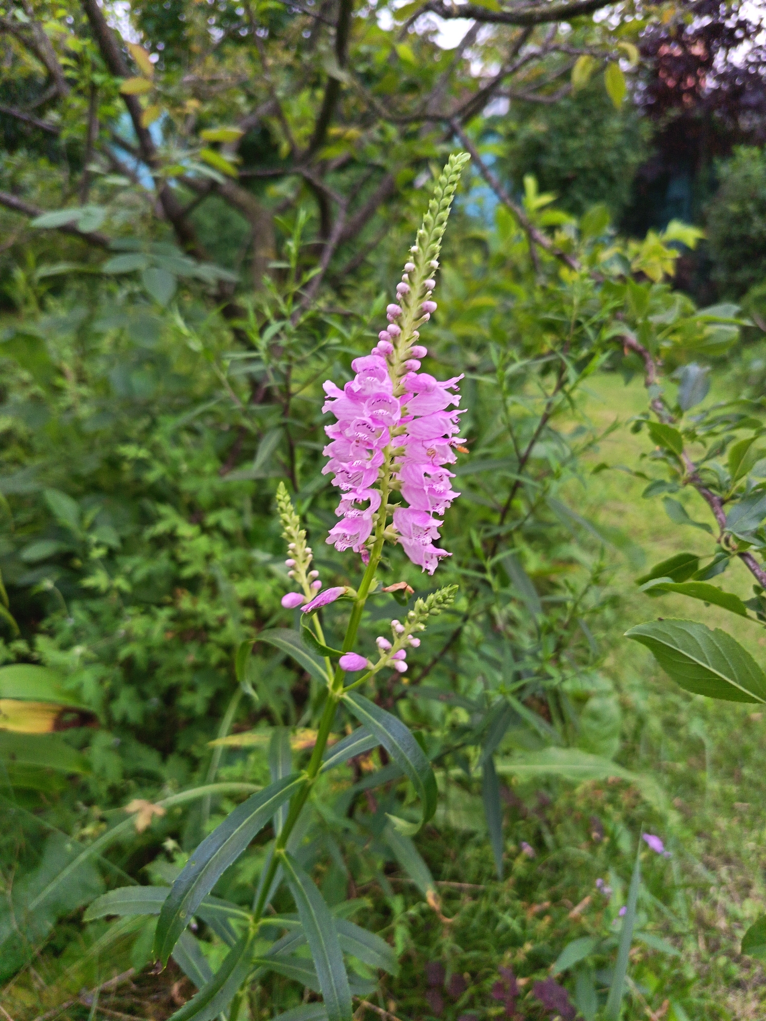 A vertical, medium shot captures a tall, pink flower in bloom, set against a backdrop of lush green foliage. The flower, with its many small, delicate petals arranged in a spire-like formation, dominates the center of the frame. Its stem is a vibrant green, lined with long, lanceolate leaves. At the apex of the flower stalk, a cluster of unopened buds forms a vibrant green spike. The background is a soft blur of various shades of green, suggesting a garden or natural setting with trees and other plants. The lighting appears to be natural daylight, creating soft shadows and highlighting the intricate details of the flower. The overall impression is one of natural beauty and growth.