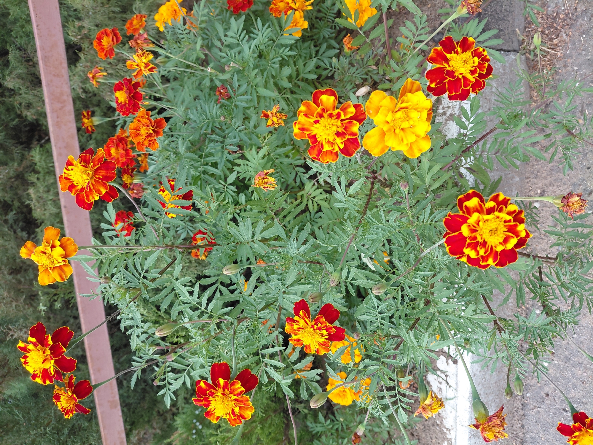 A cluster of marigold flowers in varying stages of bloom and wilting are displayed in a garden setting. The flowers exhibit a vibrant color palette of red and yellow. The background consists of lush green foliage, a brown railing, and a paved ground surface. The image appears to be taken in an outdoor urban environment, likely a park or garden within the city of Zhukovsky, Russia, given the context. There are no people or animals present in the image.