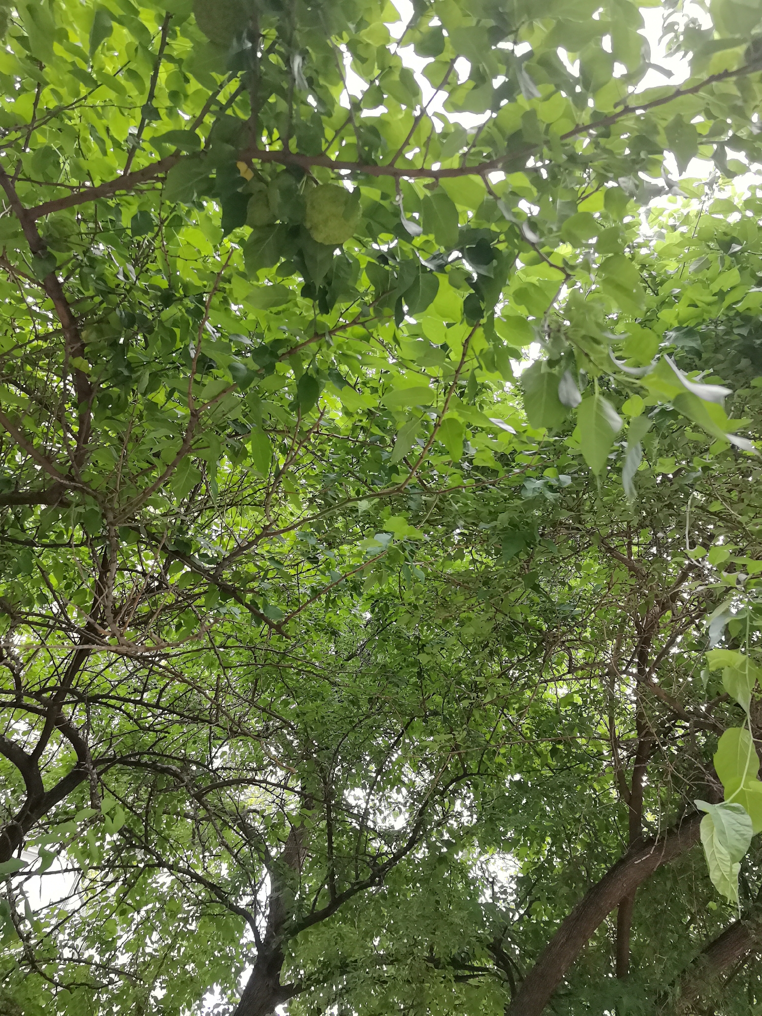 The image shows a low-angle view looking up into the dense green canopy of a tree. Numerous branches, some thick and dark, others thin and twiggy, are visible, laden with many bright green leaves. The leaves obscure much of the sky, allowing only glimpses of bright white light to filter through, suggesting an overcast or hazy day. Some round, light green fruits are also visible, clustered among the leaves. The overall impression is of lush foliage and a natural, possibly outdoor setting. The specific location in the city of Unknown, Libya, is not discernible from the image.