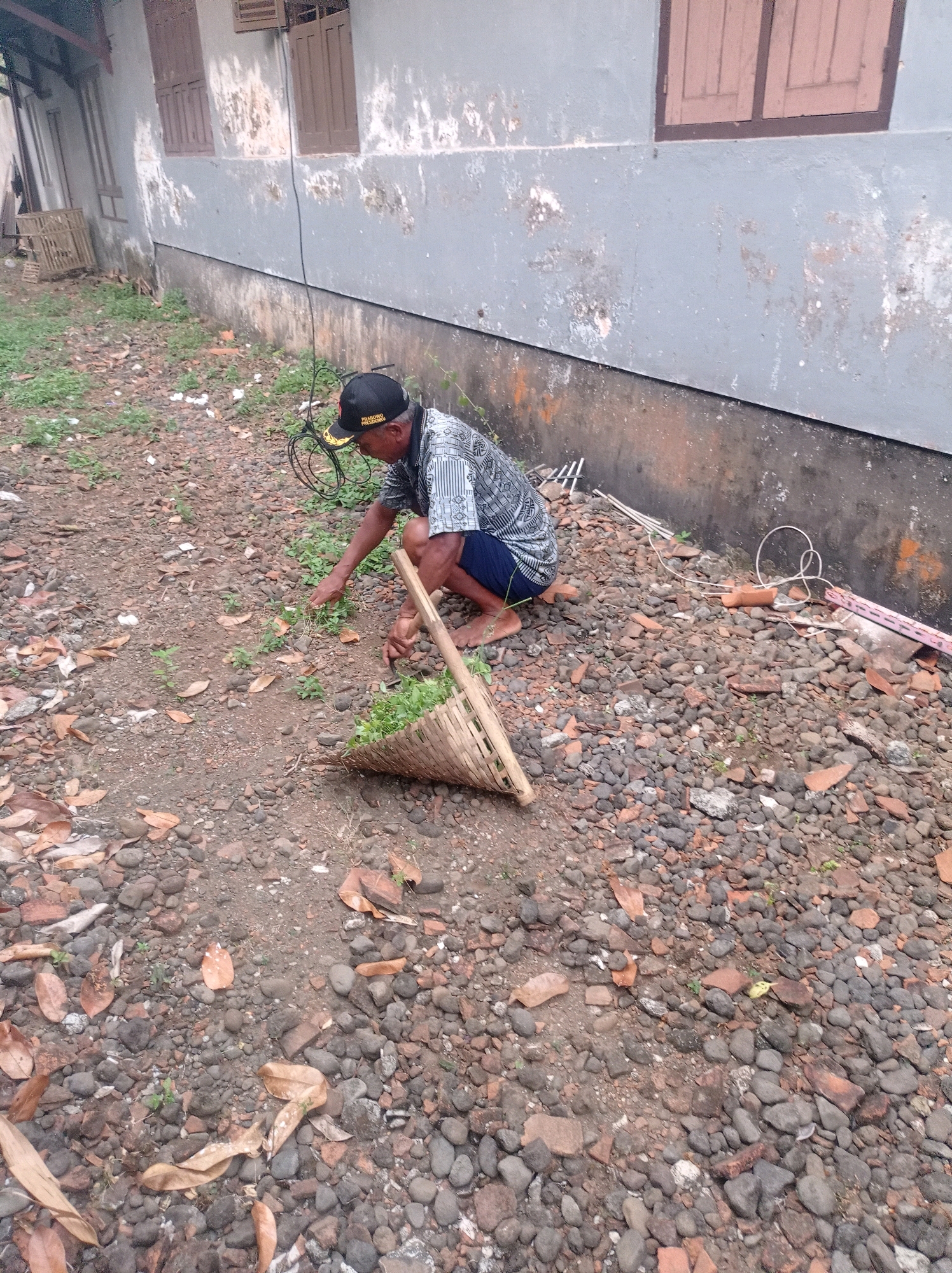 A man in a black baseball cap and a patterned shirt is crouching on a gravel and dirt path next to a weathered building. He is pulling weeds and placing them into a woven basket held by a wooden handle. The building has peeling paint and two sets of wooden shutters on the upper level. Debris, including broken bricks and leaves, is scattered on the ground. Electrical wires are visible near the building wall. The scene appears to be in an outdoor area in Karangjambe, Indonesia.