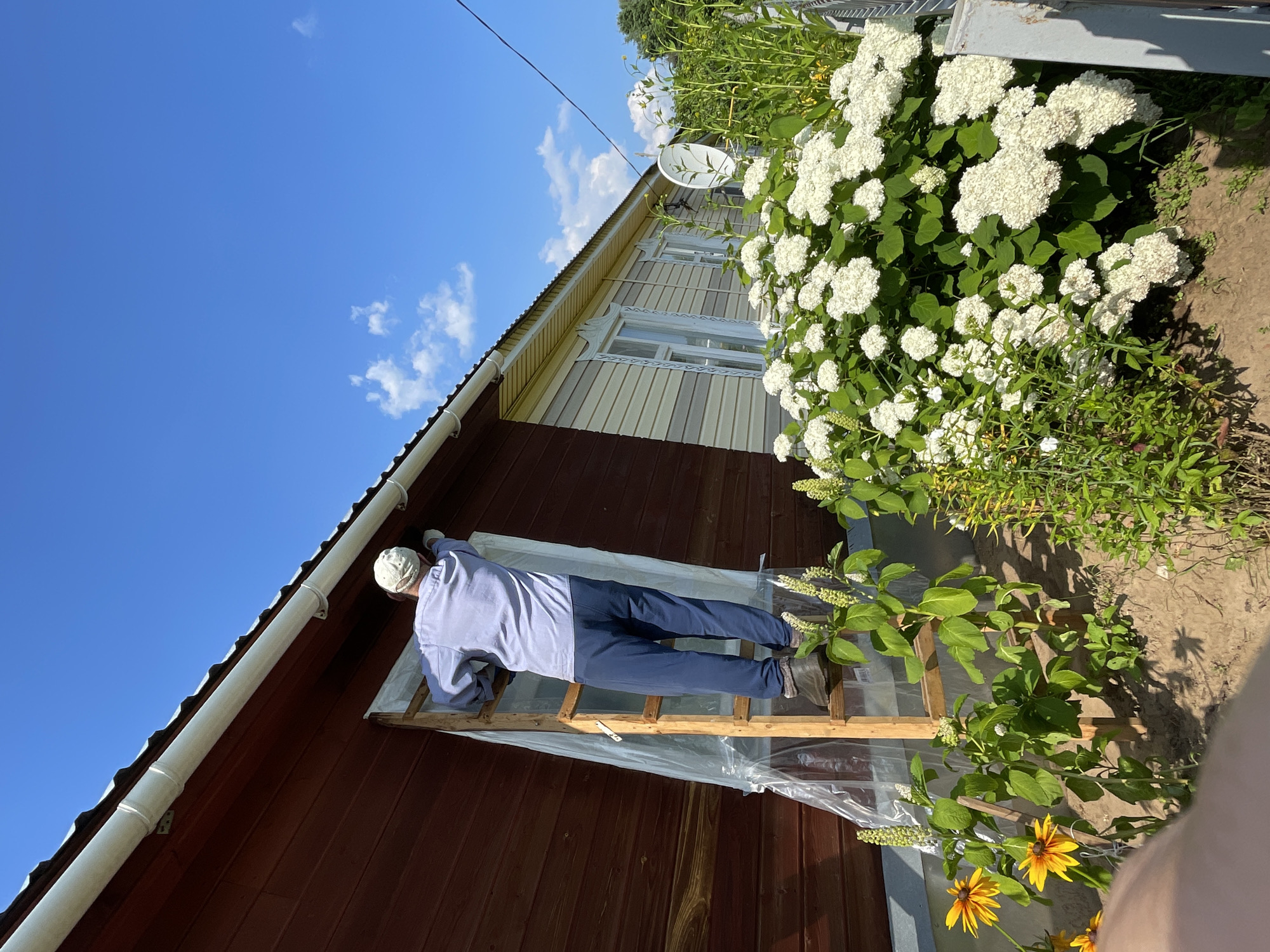 In the village of Dresvyano, Russia, a person wearing a light blue long-sleeved shirt, blue pants, and a white cap is standing on a wooden ladder, working on the exterior of a two-story house. The house has dark red wooden siding on the upper portion and light-colored siding on the lower portion. The person is positioned in front of a boarded-up window, which is covered with clear plastic sheeting. The ladder is also covered with plastic sheeting. In the foreground, there are several plants, including yellow flowers and a large bush with white flowers. The sky is clear and blue with a few scattered white clouds.