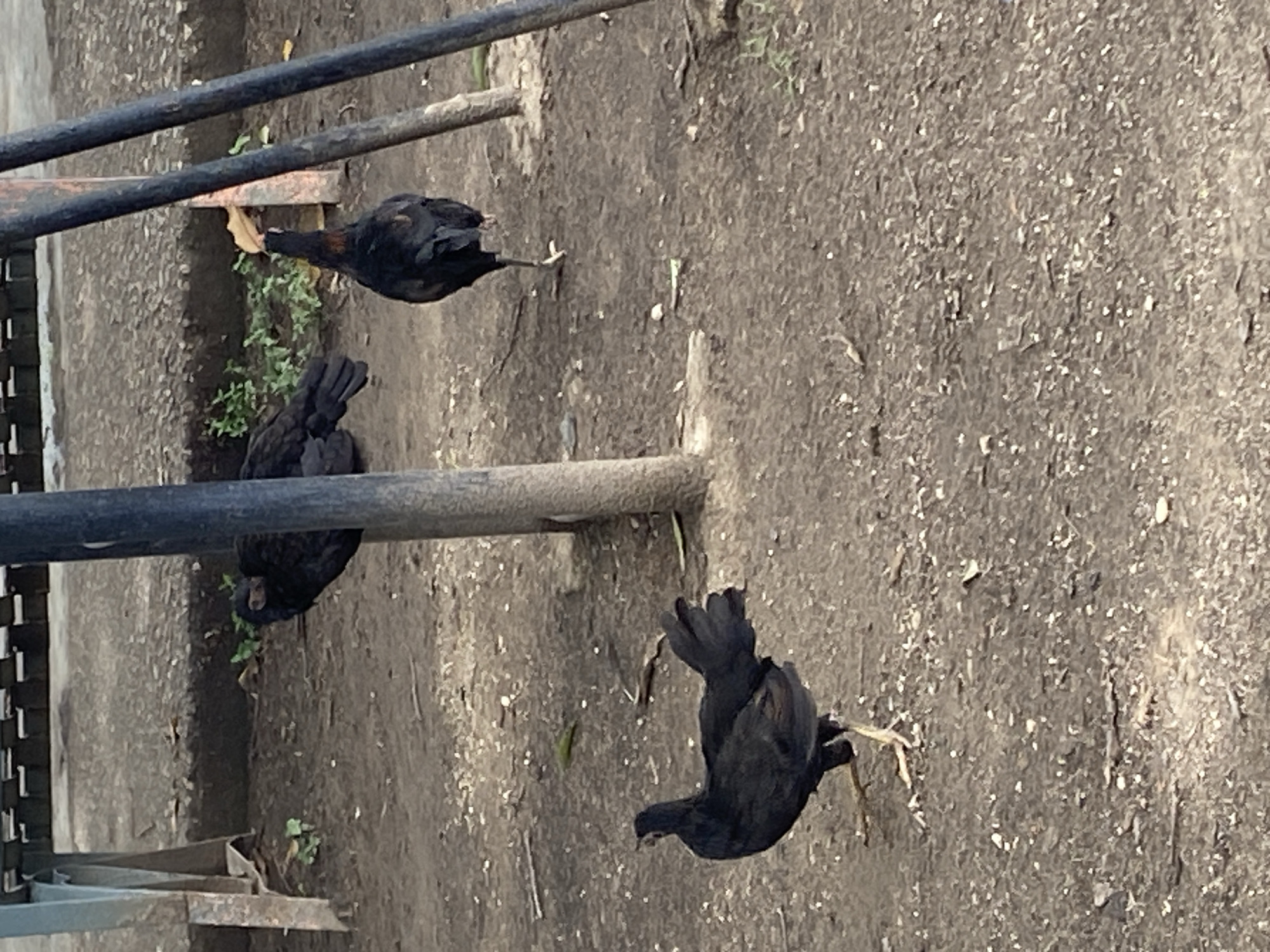 The image shows three black chickens foraging in a dirt area in Tinaquillo, Venezuela. The ground is dry and dusty, with scattered debris. Metal bars, possibly part of a fence or structure, are visible in the foreground. The chickens are the main subjects, scattered across the frame. The lighting is bright and even, suggesting daytime. There are small patches of green vegetation near the chickens.