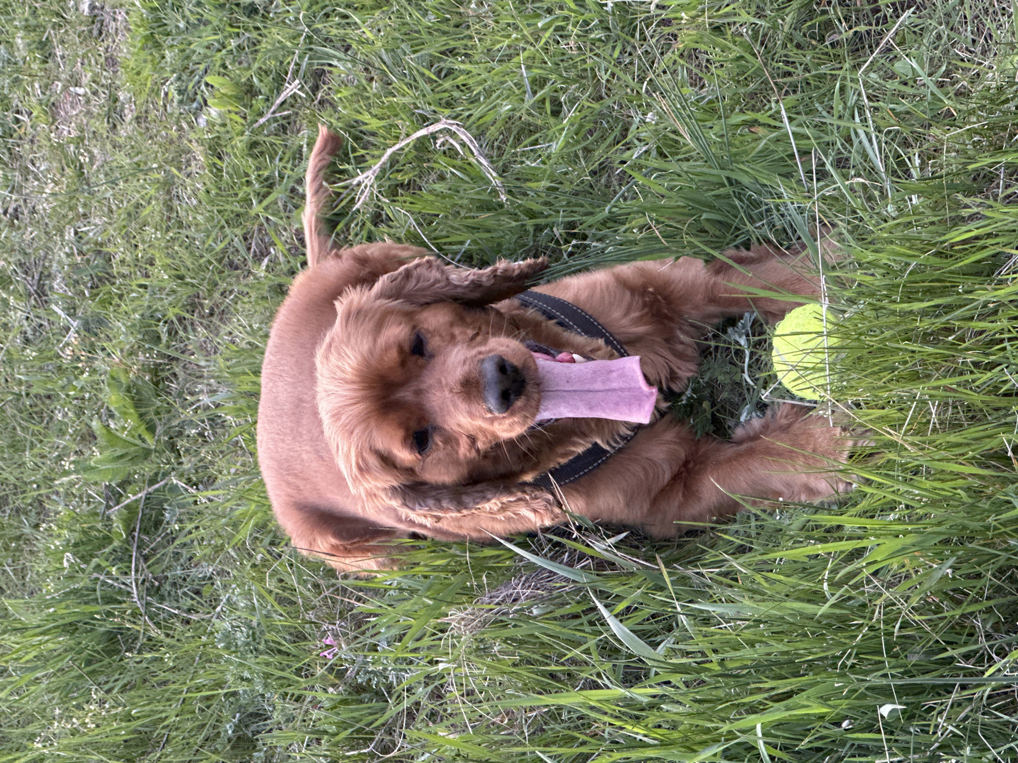 An overhead shot captures a reddish-brown dog lying on its back in vibrant green grass. The dog, likely a Cocker Spaniel or similar breed with long, wavy fur, is wearing a dark-colored harness. Its mouth is open wide, and a long, pink tongue is fully extended, suggesting it is panting from exertion or joy. A bright yellow tennis ball rests on the grass near the dog's right side, partially hidden by the tall blades of grass. The setting is an outdoor area characterized by abundant, slightly overgrown green grass with some lighter, dried stalks and hints of small plants. The natural lighting is bright, indicating a daytime scene, possibly late afternoon or early evening. The dog appears happy, playful, and relaxed after what seems to have been an active session with the tennis ball. There is no visible text in the image. The scene is situated in Sofia, Bulgaria.