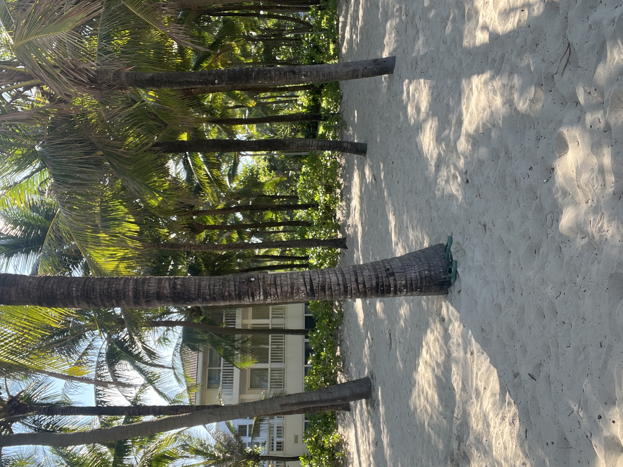 The image depicts a beach scene in Đà Nẵng, Vietnam. A row of palm trees lines the edge of a sandy beach. The palm tree trunks extend horizontally into the image, casting shadows on the sand. A building is visible behind the trees. The scene appears to be during the daytime, as indicated by the lighting and shadows. No people are visible in the frame.