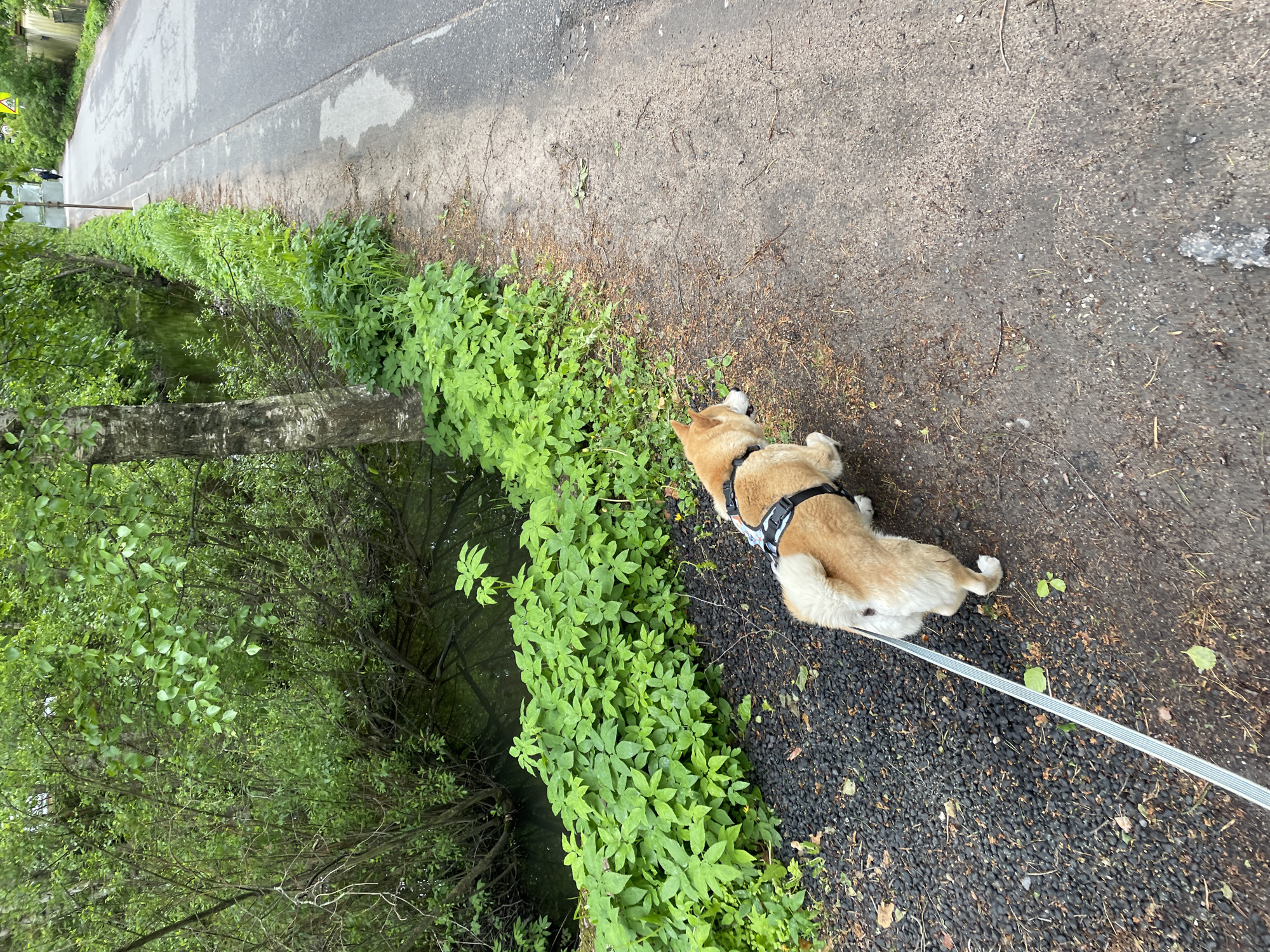 A Shiba Inu dog is lying on a path next to a canal in Sestroretsk, Russia. The dog is tan and white with a black harness and a gray leash. The path is adjacent to a canal lined with green plants and trees. A road runs parallel to the path and canal.