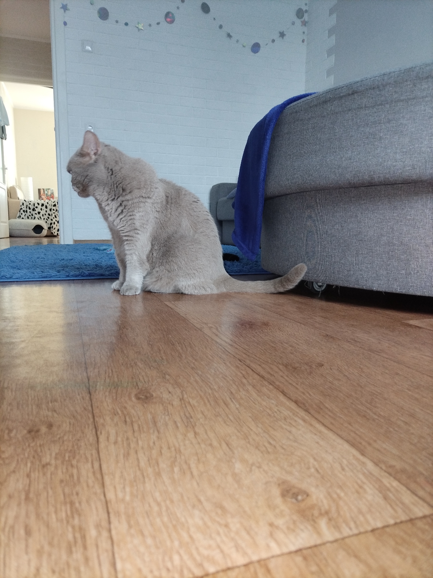 A light brown cat sits on a hardwood floor in front of a blue rug and a gray couch. The cat is facing left, and its tail extends to the right. A blue blanket is draped over the back of the couch. In the background, a white brick wall is visible with a garland of stars and planets hanging from the ceiling. The scene appears to be indoors, possibly in a living room.
