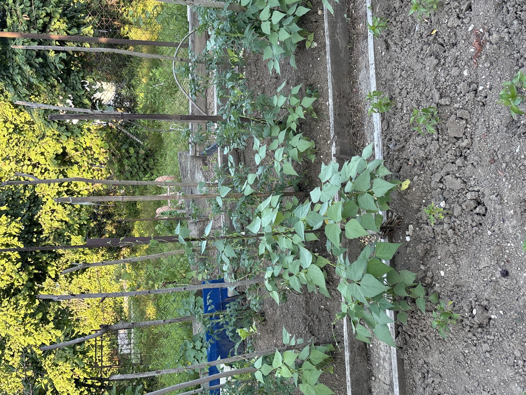 This media file depicts a garden scene with rows of bean plants growing in a raised garden bed. The plants are green and leafy, with some showing small white flowers. They are supported by a trellis made of wooden stakes and horizontal branches. The garden bed is bordered by concrete. In the background, there is a chain-link fence with lush green foliage behind it. Sunlight illuminates the scene, suggesting it is daytime. The overall impression is one of a thriving home garden. No people are visible. No text is present in the image.