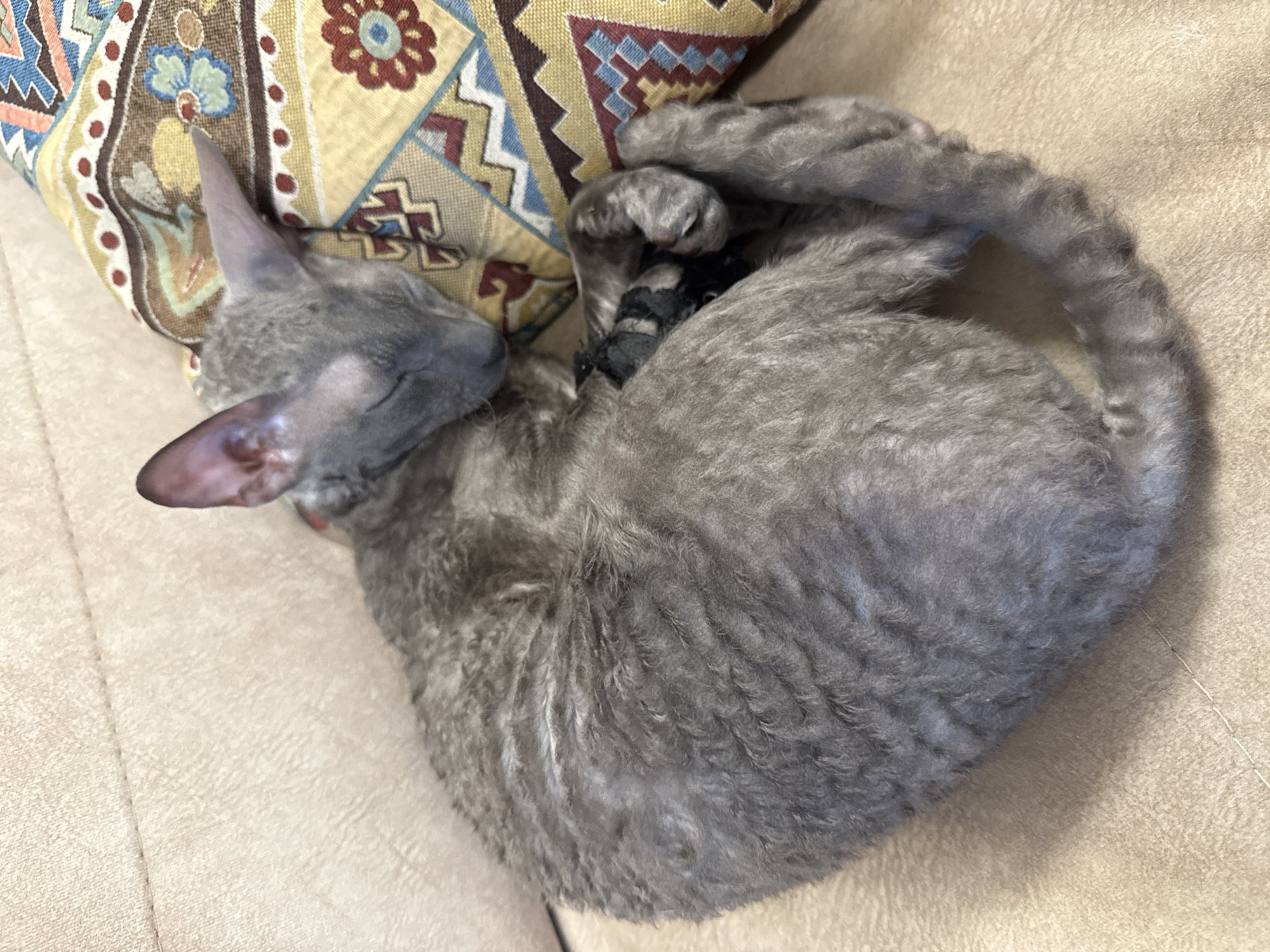 The image shows a grey cat sleeping curled up on a light brown couch. The cat has curly fur and large ears. It is resting its head on a pillow with a colorful geometric pattern. The pillow has shades of yellow, blue, red, and brown, with floral motifs. The cat's eyes are closed, and it appears to be relaxed. The lighting suggests it is daytime, and the indoor setting indicates a home environment. The cat's fur texture is a prominent detail, with distinct waves and curls. There is no visible text in the image. The location context of Krasnoyarsk, Russia, does not provide any specific visual cues within the image itself.