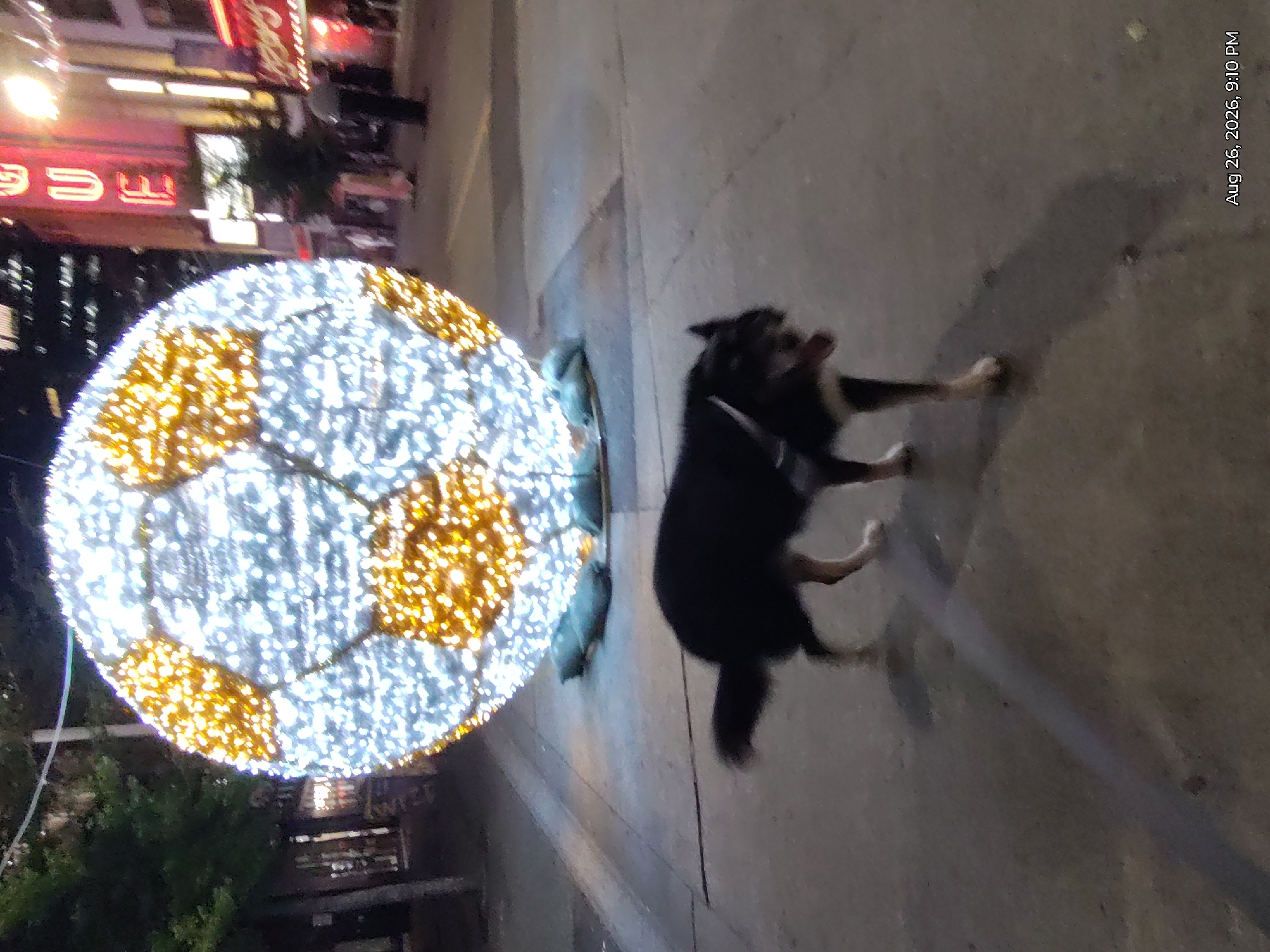 In this nighttime street scene, a medium-sized black and white dog with a tan muzzle and tan legs walks on a concrete sidewalk in front of a large, illuminated spherical sculpture resembling a soccer ball. The sculpture is covered in white and gold lights, creating a festive atmosphere. In the background, a brightly lit building with neon signs, possibly a theater or entertainment venue, is visible. The environment suggests an urban setting, likely in Vancouver, Canada, based on the timestamp and typical city light installations. The dog appears to be on a leash, though the leash itself is not clearly visible. The dog's mouth is slightly open, and its tongue is visible, suggesting it may be panting or excited.