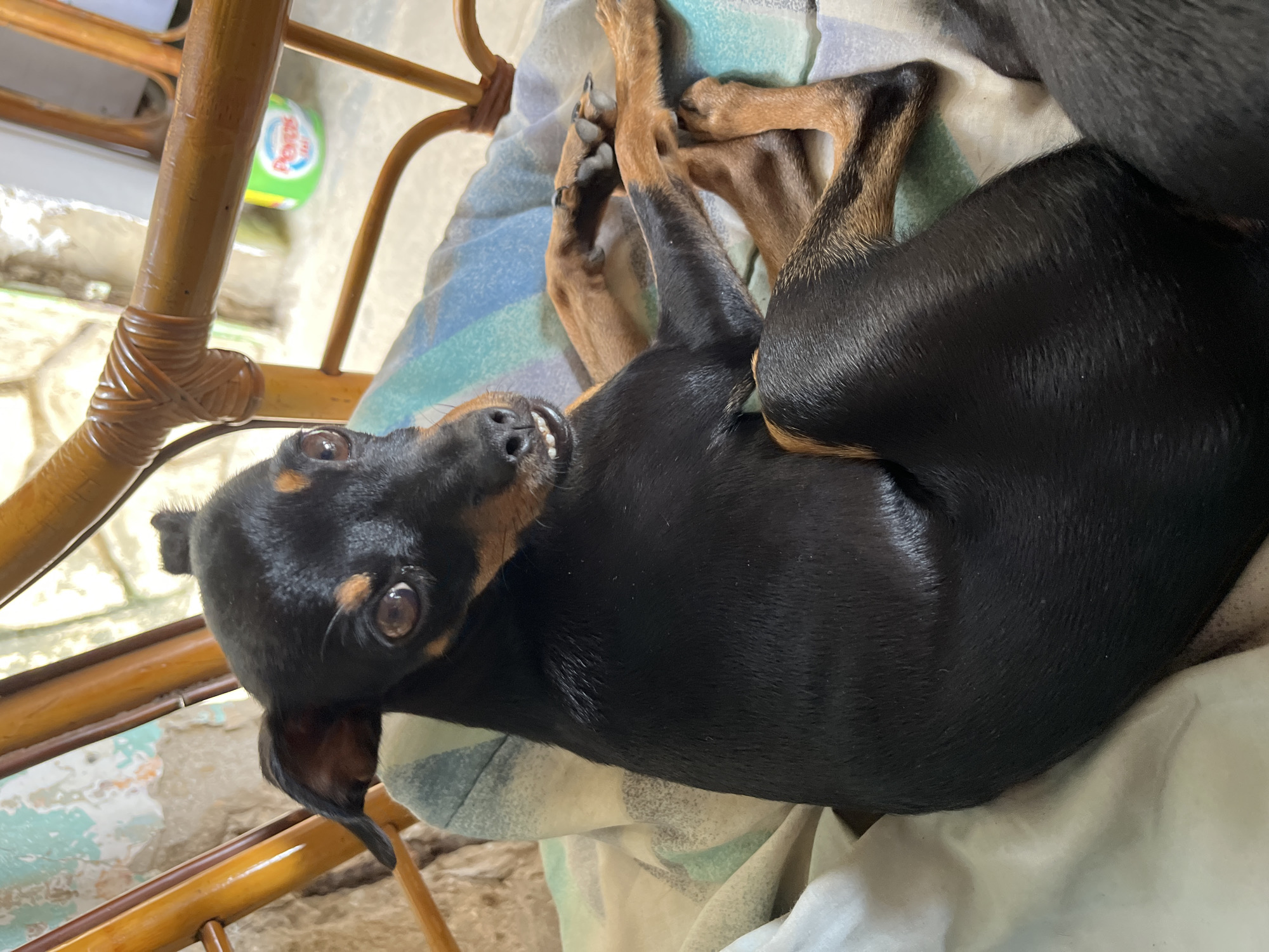 A small black and tan dog with short fur is lying on a striped blanket on a wooden chair. The dog is curled on its side, facing the camera with its head turned to the left. Its mouth is slightly open, revealing its teeth. The background shows a rustic wall and a plastic container. The image appears to be taken outdoors in a casual setting in Juan Griego, Venezuela.