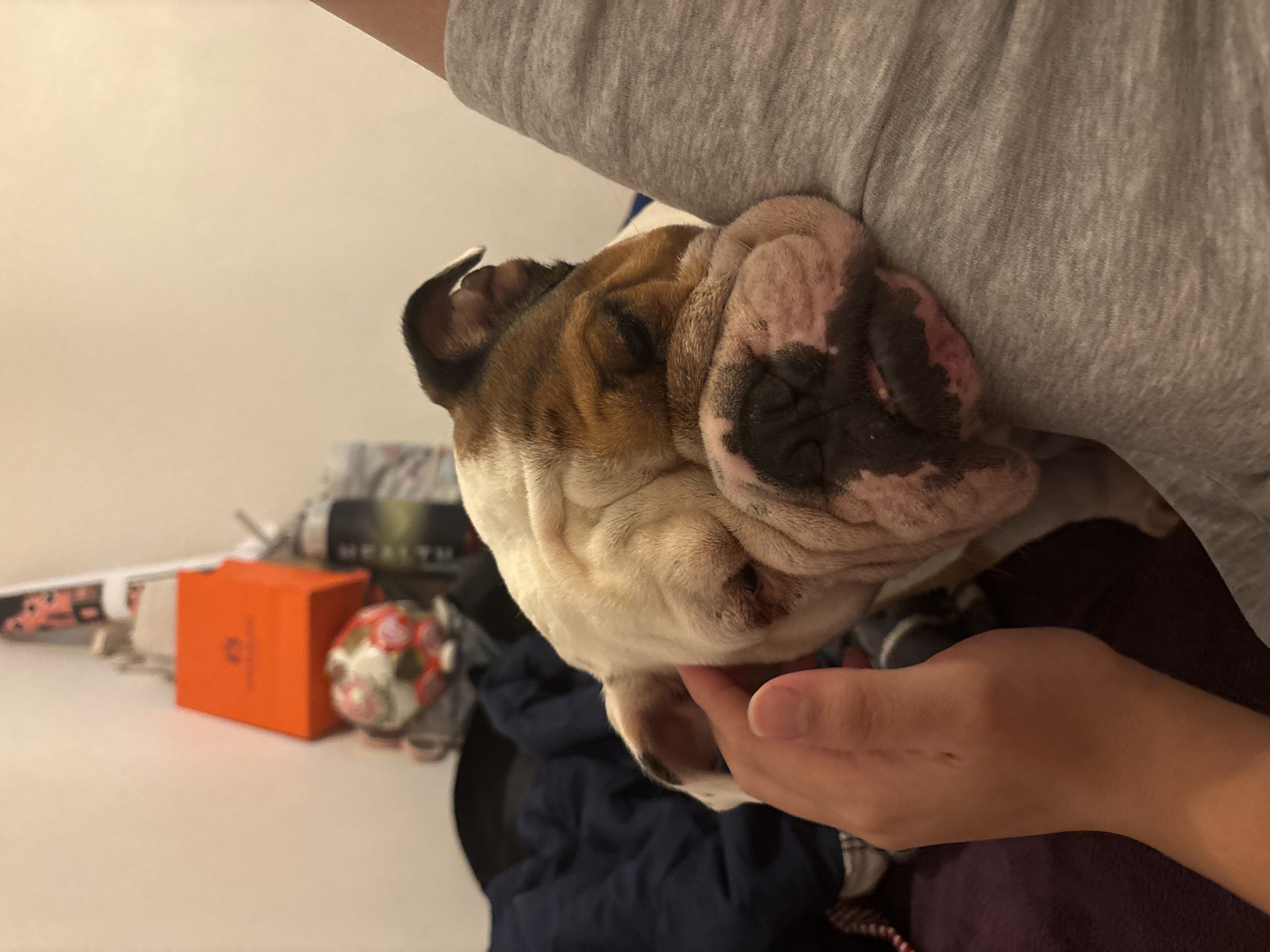 An English Bulldog rests in a person's lap. The dog has a brown and white coat with a wrinkled face. The person is wearing a gray long-sleeved shirt and is using their right hand to hold the dog's chin. In the background, there's a white wall and a table with an orange box, a floral-patterned ball, and various other items. The location is unknown.