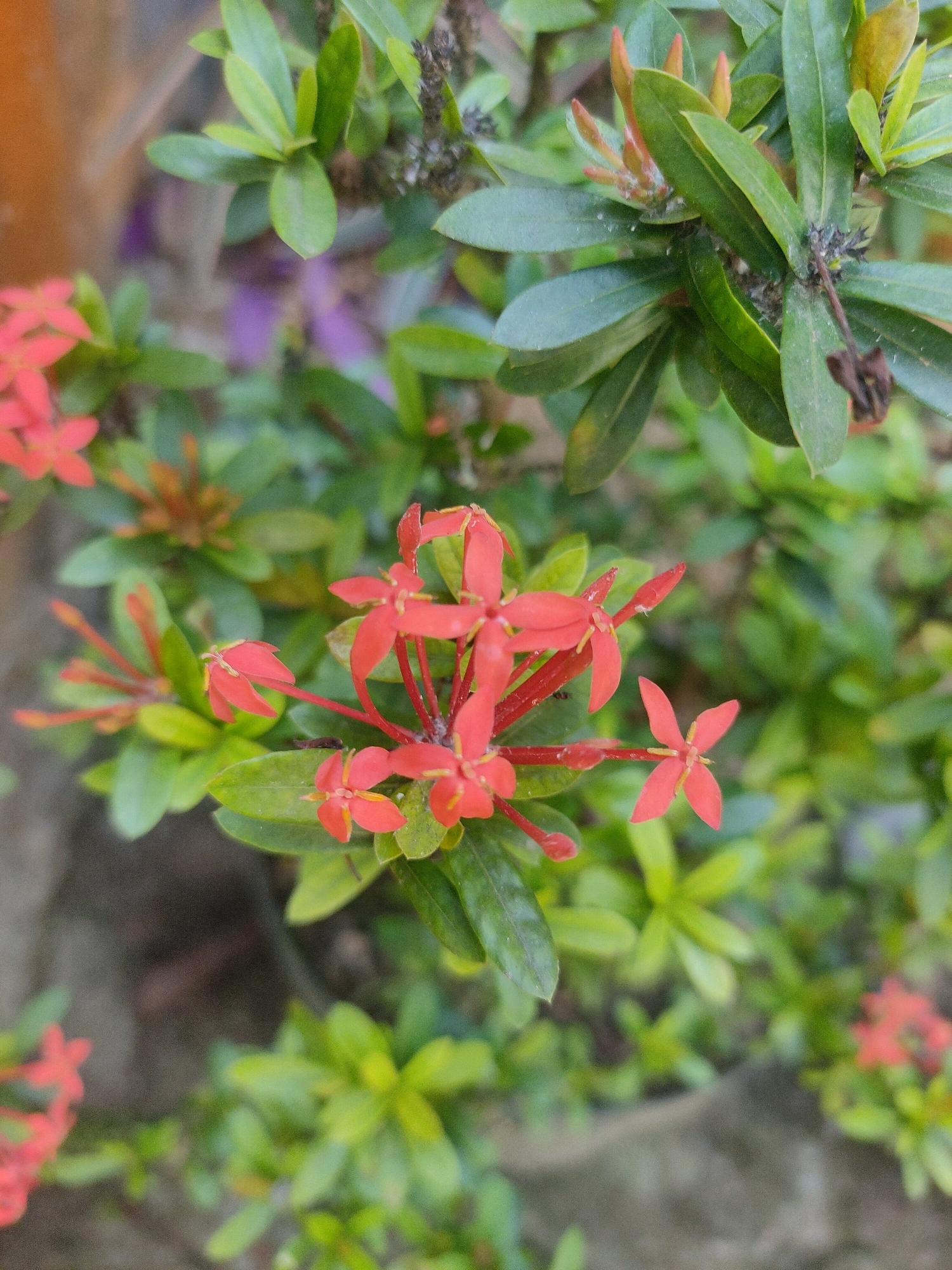 This is a close-up, high-angle photograph of a cluster of small, bright red flowers on a green leafy plant. The flowers are star-shaped with four petals and are clustered together on thin red stems. Some of the flowers are fully open, while others are still in bud. The leaves are dark green, glossy, and pointed. The background is a soft blur of green foliage and a textured gray surface, possibly a wall or pavement. There are no people or animals visible in the image. The lighting is natural and diffused, suggesting an outdoor setting during the day. The scene appears to be a garden or park in Jogonegoro, Indonesia.