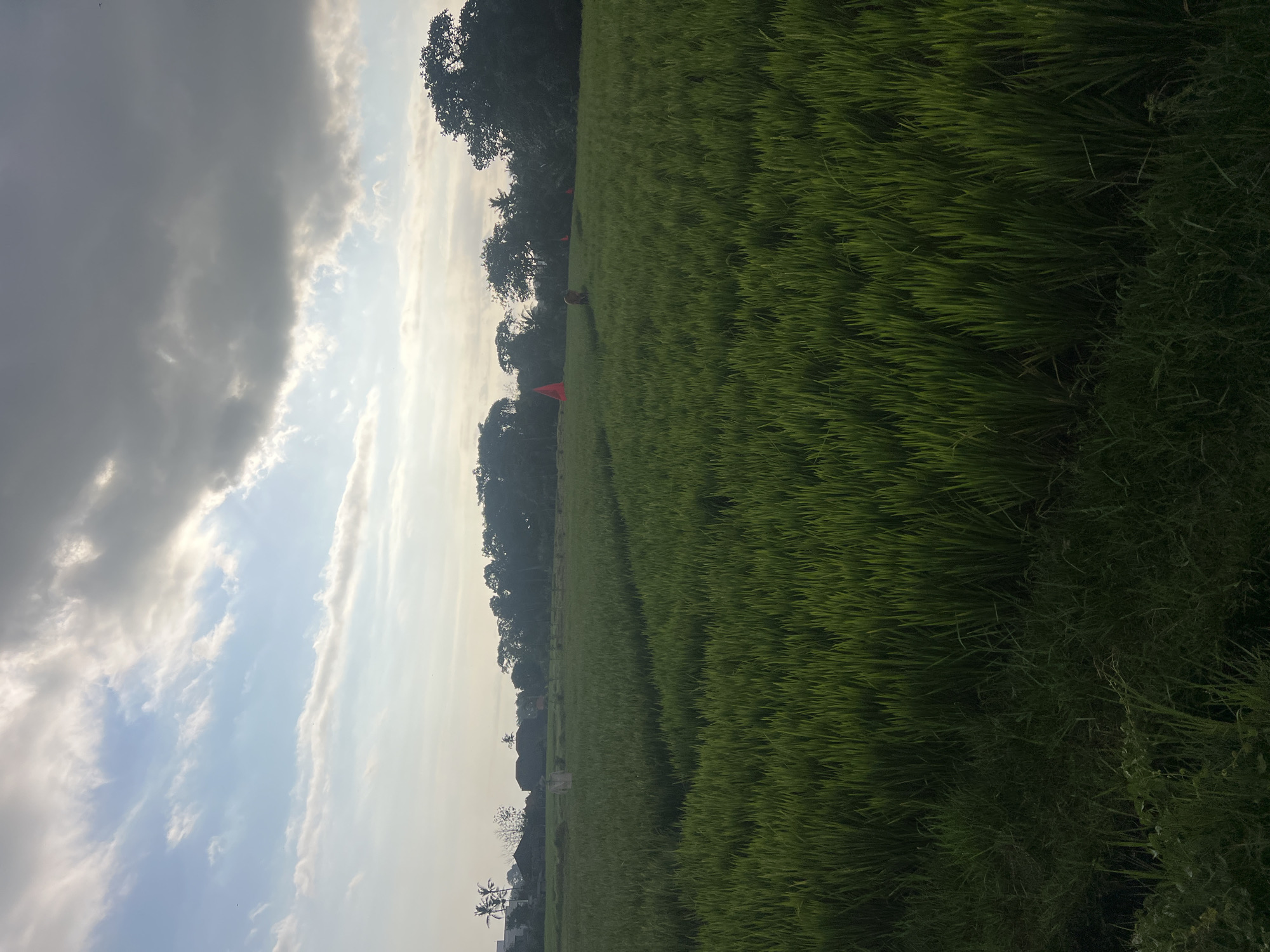 The image depicts a lush, green rice field stretching towards a line of trees and vegetation in the background. The sky above is a mix of bright blue and dramatic gray clouds, suggesting either early morning or late afternoon light. In the distance, several structures resembling traditional buildings with thatched roofs are visible, along with what appear to be scarecrows in the rice field. There are also a few red conical objects scattered throughout the field, which could be markers or decorations. The overall scene suggests a rural setting, likely in the city of Kediri, Indonesia, given its extensive agricultural landscape, particularly rice paddies.