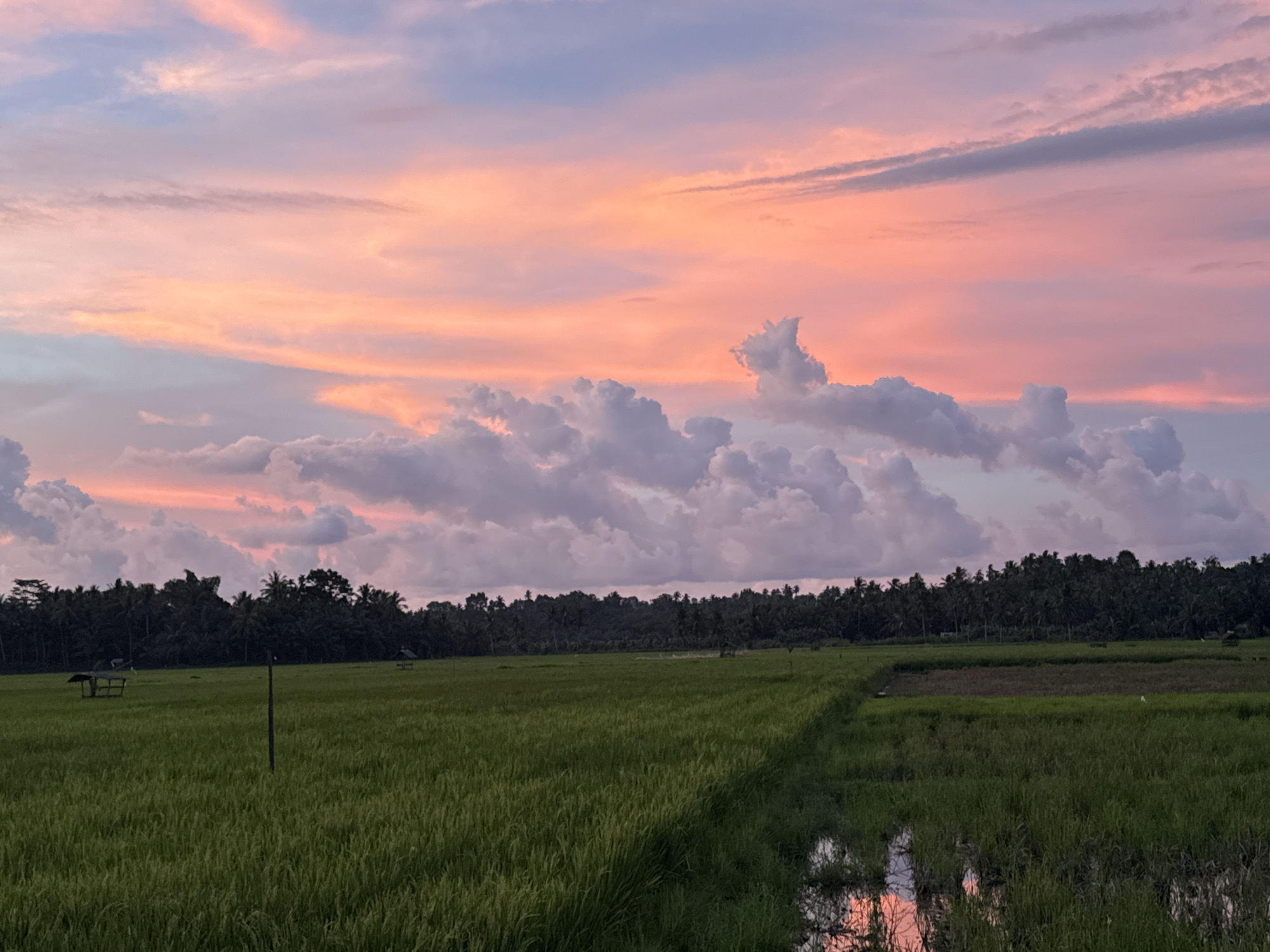 The image depicts a rural scene, likely in the vicinity of Lhokseumawe, Indonesia, given the prompt. In the foreground, there is a lush green rice paddy field stretching towards a treeline in the midground. A small, open-sided structure, possibly a shelter for farmers, is visible on the left side of the rice paddy. A narrow drainage ditch separates the foreground rice paddy from another section to the right. The sky is dominated by a dramatic sunset with pink, orange, and grey clouds. Reflections of the sky are visible in the waterlogged areas of the rice field. No people are visible. A dark, vertical pole or post stands within the field.