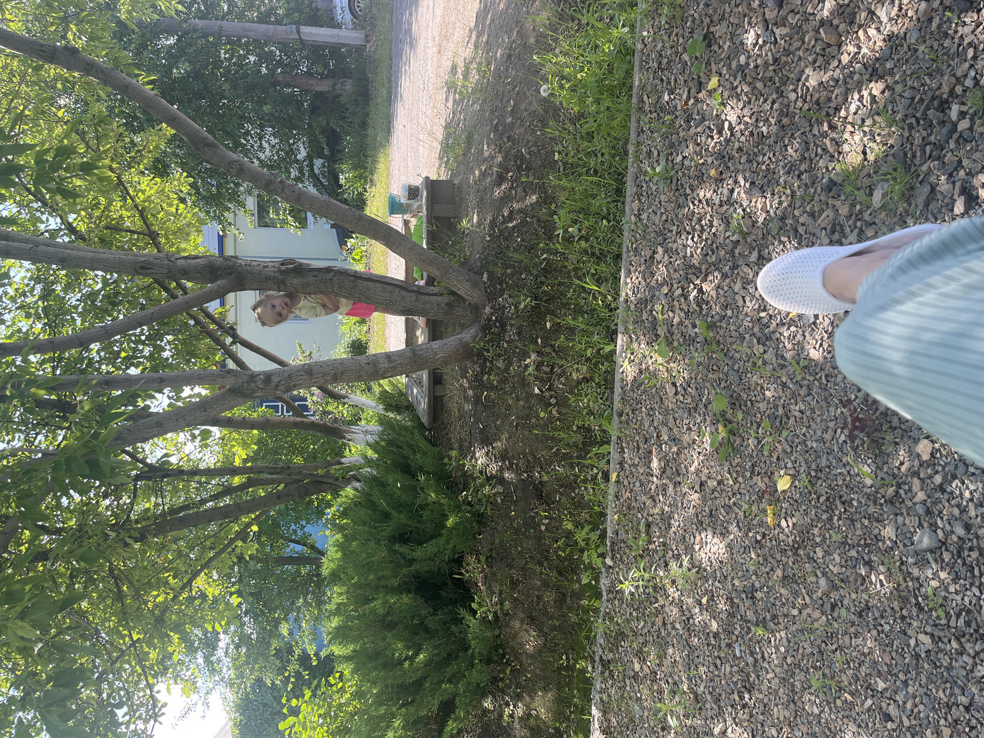 A young child with blonde hair, wearing a yellow shirt and pink shorts, peeks from behind a tree. The child is in an outdoor setting, possibly a backyard or park, with trees and green bushes visible. A light-colored building with blue trim can be seen in the background. The ground is covered with gravel and grass. The image appears to be taken in the city of Shadrinsk, Russia.