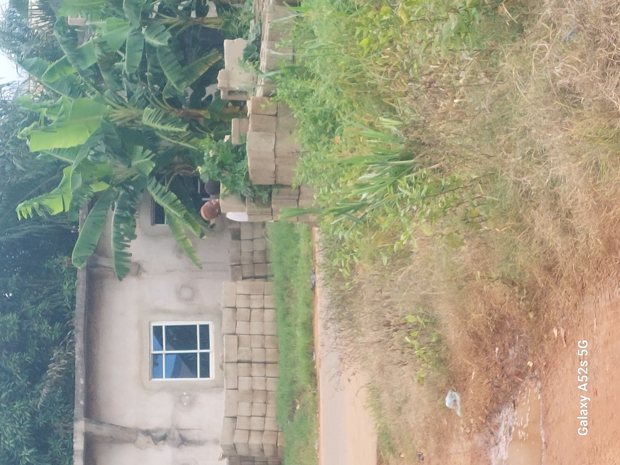 In Umudioka, Nigeria, a scene unfolds near a newly constructed building. The building, with its rough concrete exterior, features a prominent white-framed window with blue panes. To the left of the building, a large stack of rectangular concrete blocks is neatly arranged. Banana trees, with their characteristic large, green leaves, rise behind and to the right of the structure. In the foreground, dry, overgrown grass and weeds dominate the landscape, interspersed with patches of bare earth and some vegetation. A portion of a dirt road or path is visible, showing signs of moisture, possibly a puddle. The overall impression is one of ongoing construction or recent development in a semi-rural or developing urban setting.