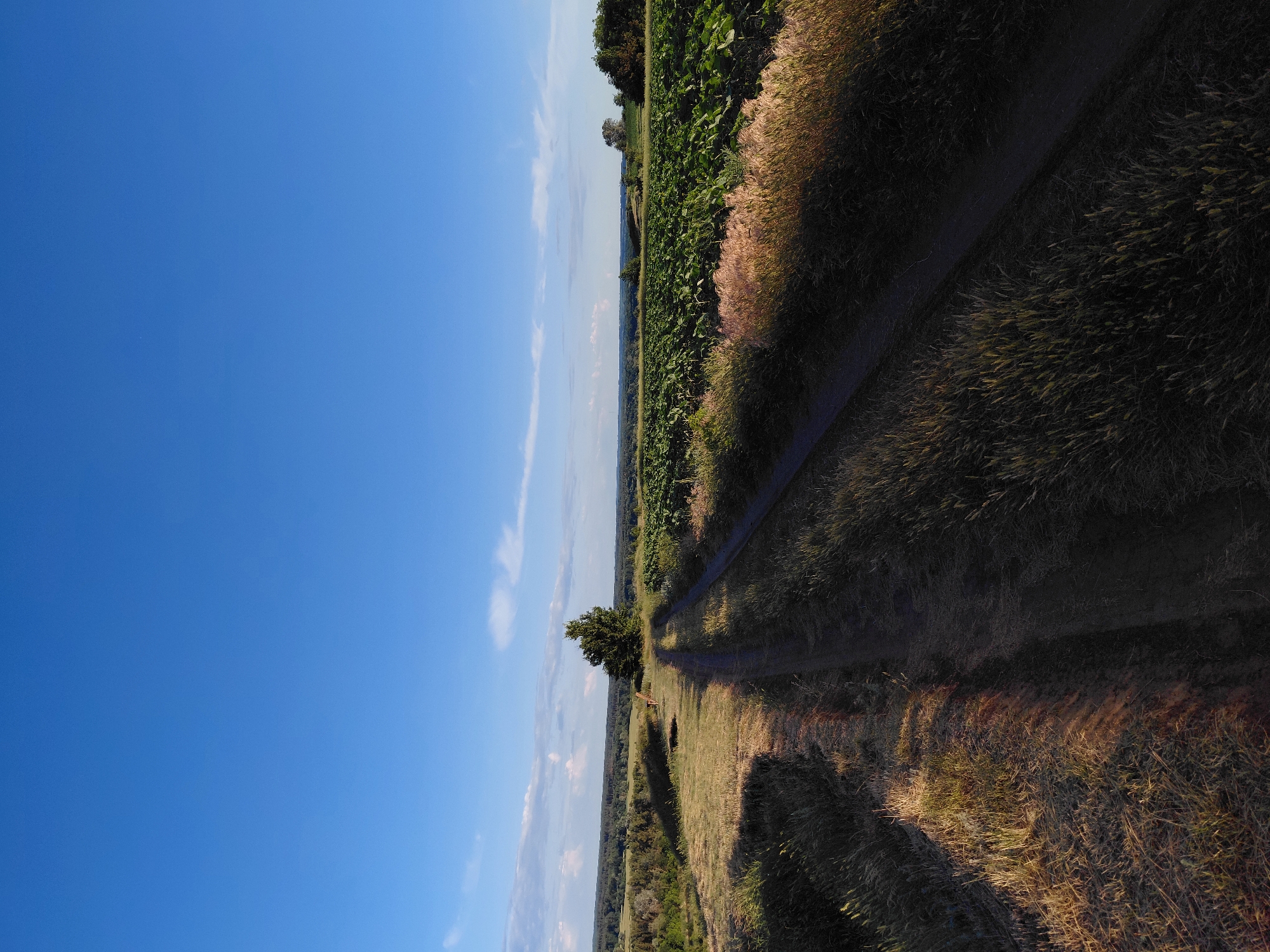 A rural, unpaved dirt road winds through a grassy hillside under a bright blue sky with scattered white clouds. To the right of the road, a vast field of green crops, possibly sunflowers, stretches towards the horizon. The left side of the road is bordered by dry, golden grass and a distant treeline. A lone tree stands prominently on the hill.