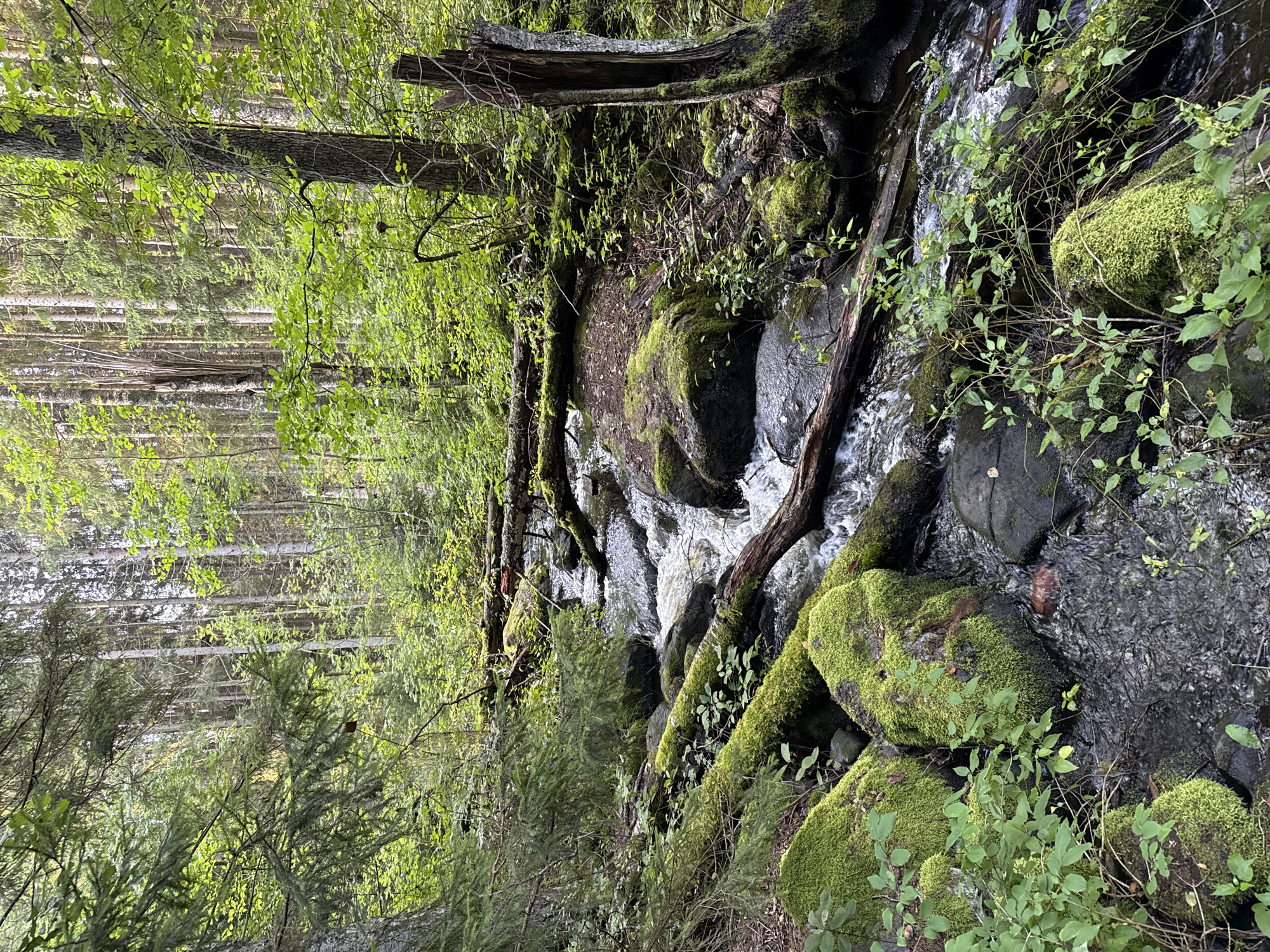 A forest stream flows over moss-covered rocks and fallen logs in a dense, green forest. The trees are tall and the undergrowth is lush. The water is clear and the rocks are dark gray. The logs are covered in vibrant green moss. The sunlight filters through the trees, creating a dappled effect on the forest floor. The scene appears serene and untouched. The location is identified as Tampere, Finland.