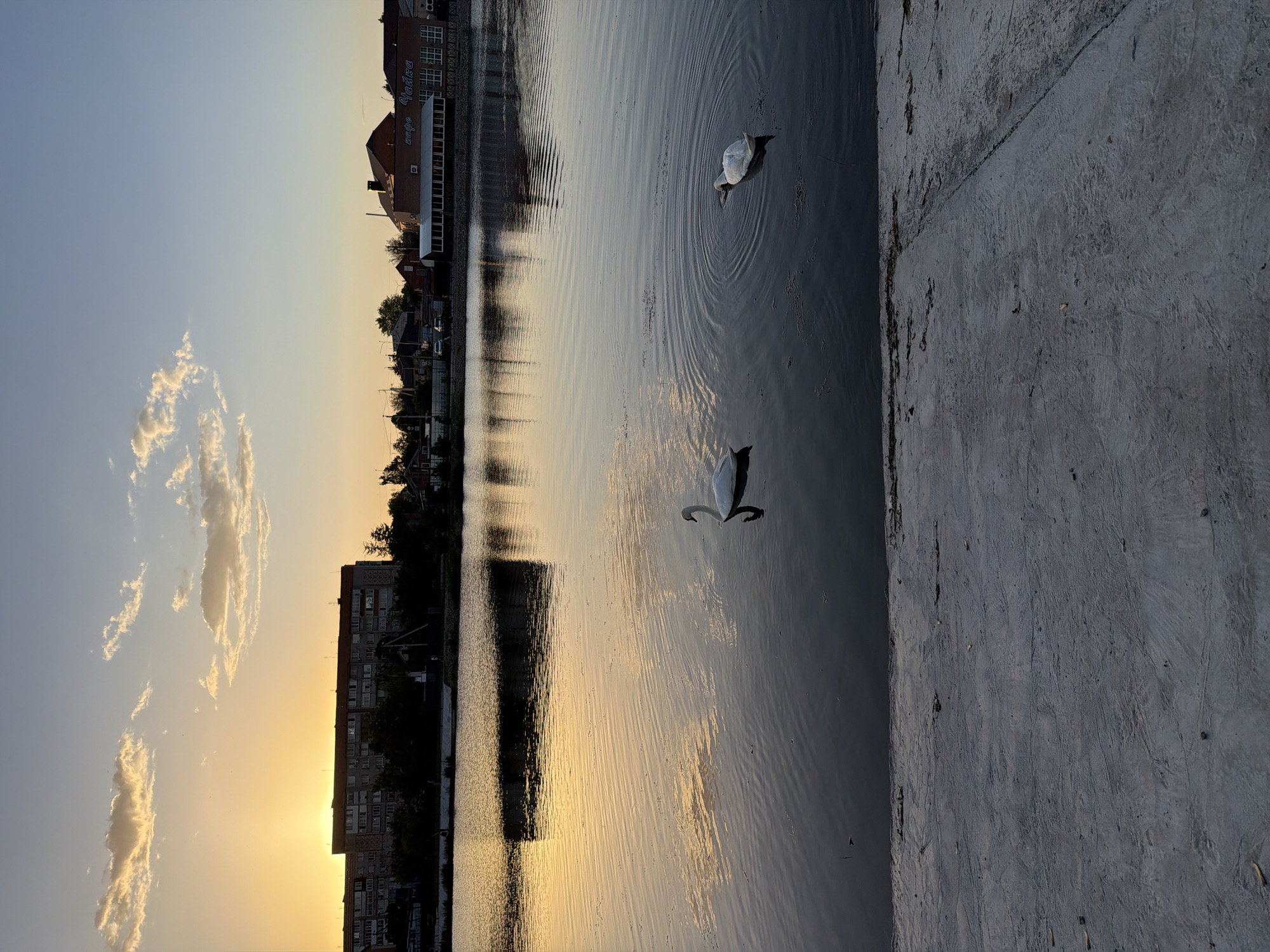 The image captures a body of water, possibly a river or lake, in Leningradskaya Oblast, Russia. Two white swans are present, one with its head submerged, creating ripples in the water. The water reflects the buildings along the shoreline, including one with the Russian words "Kafe Chaika," which translates to "Cafe Seagull." The sky transitions from blue to orange near the horizon, suggesting sunset or sunrise, with some clouds present. The foreground contains a concrete embankment or shoreline.