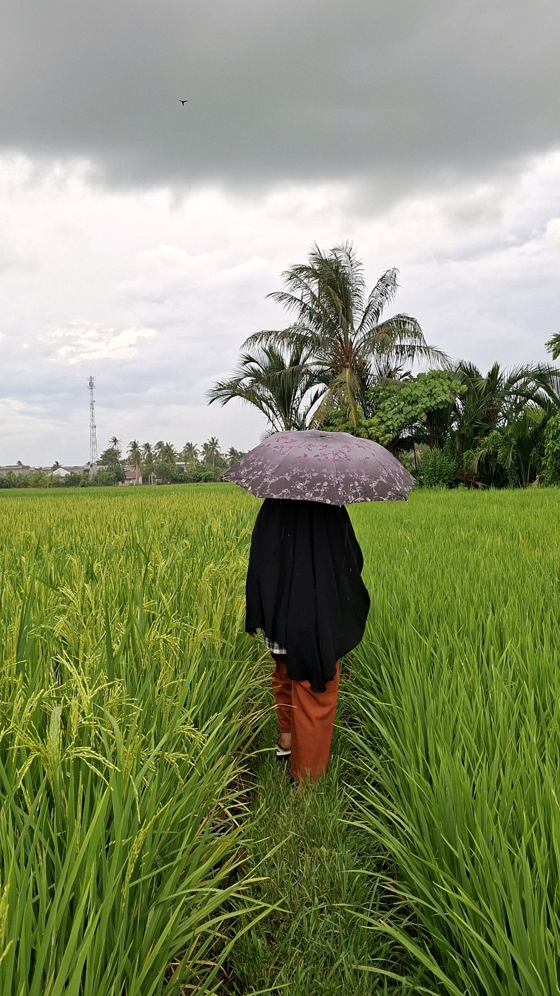 A person walks through a lush green rice field in Kutaglumpang, Indonesia, holding a patterned umbrella. The person is wearing a black covering and orange pants. The sky is overcast with dark clouds, suggesting imminent rain. In the background, palm trees and a communication tower are visible, hinting at the rural setting.