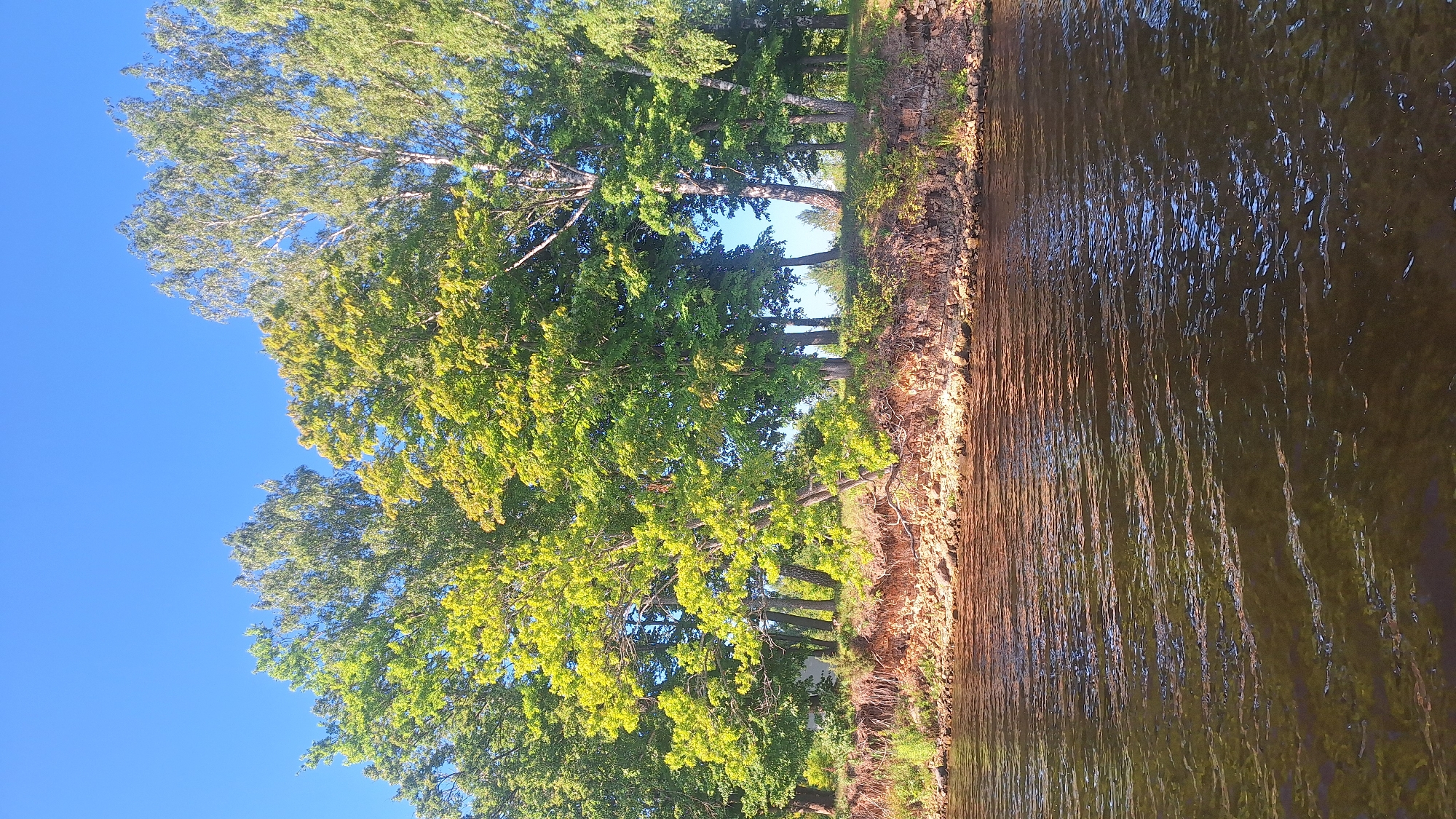This media file depicts a serene natural scene along a body of water in Koknese, Latvia. The image is oriented vertically, showing a lush treeline bordering a calm river. The trees are dense with vibrant green foliage, with some leaves catching the sunlight, giving them a yellowish-green hue. The sunlight suggests it's either morning or late afternoon, casting long shadows and illuminating the water's surface. The water itself appears murky and reflects the sky and surrounding trees, creating a rippled pattern of light and shadow. The shoreline is a mix of earth and rocks, with some dry vegetation visible. The overall mood is peaceful and tranquil, evoking a sense of natural beauty and stillness. There is no visible text in the image.