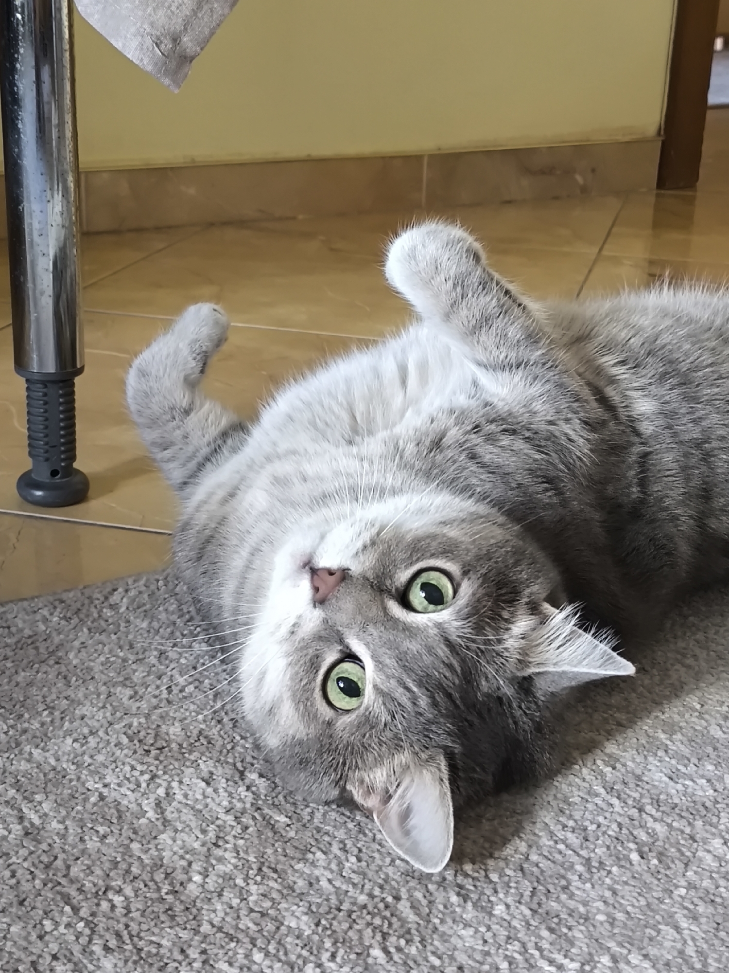 A gray tabby cat is lying on its back on a gray carpet. The cat has green eyes and is looking up at the camera. Its front paws are raised in the air, and its hind legs are tucked underneath it. A metal table leg is visible to the left of the cat. The background is a beige wall with tiled flooring.