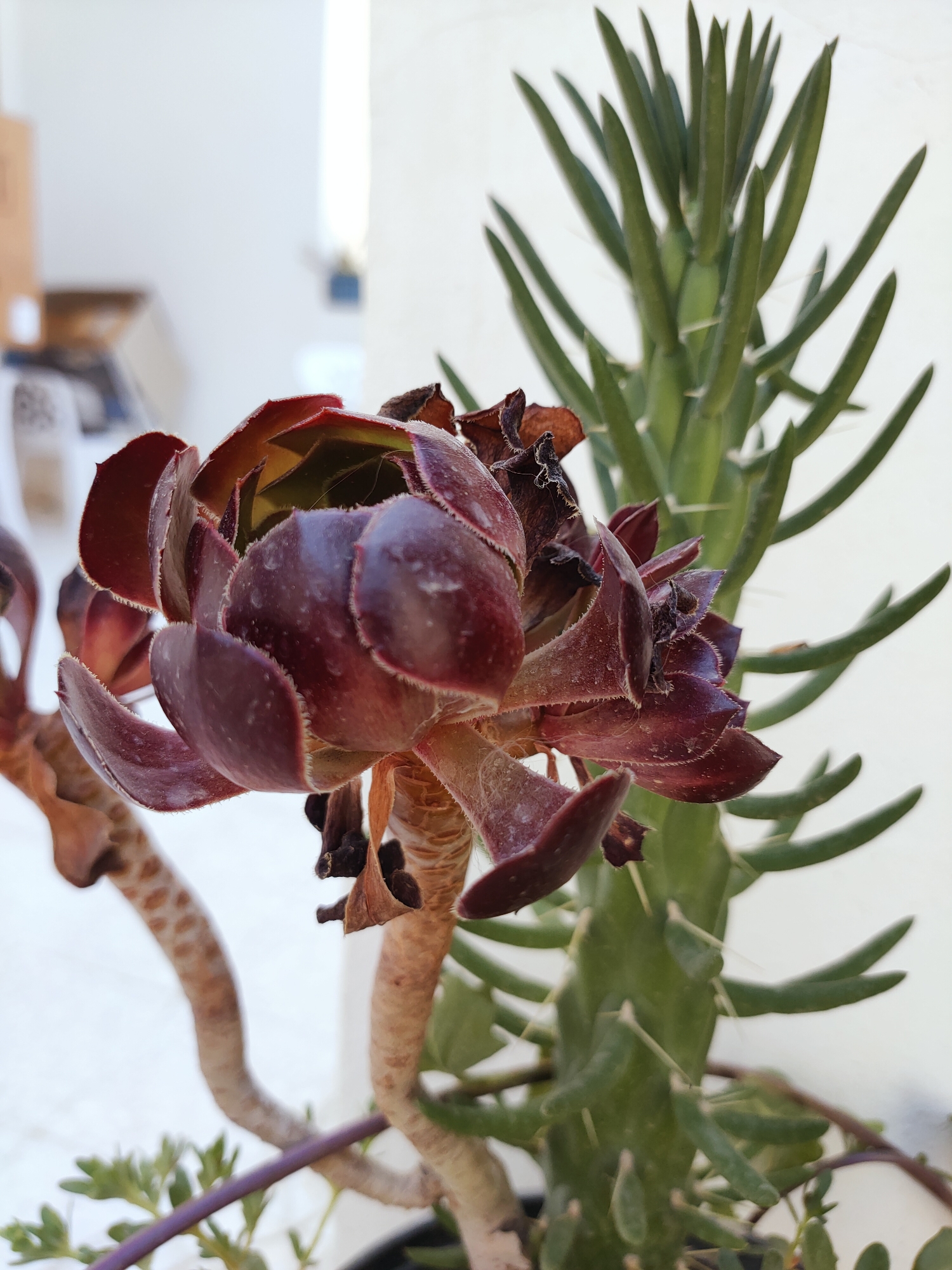A close-up, medium shot captures two succulent plants against a blurred, white background. In the foreground, a dark red succulent with layered, fleshy leaves is the primary subject. Its stem is thick and mottled brown, twisting towards the left. Behind it, to the right, a tall, green cactus-like plant with segmented stems and sharp, pointed leaves is visible. The lighting is bright, suggesting an outdoor setting. The image appears to be taken in the city of Ariana, Tunisia, possibly in a garden or on a balcony, given the plant types and the outdoor ambiance. No people or animals are present, and no specific actions or interactions are depicted. The environment is clean and uncluttered, focusing solely on the botanical subjects.