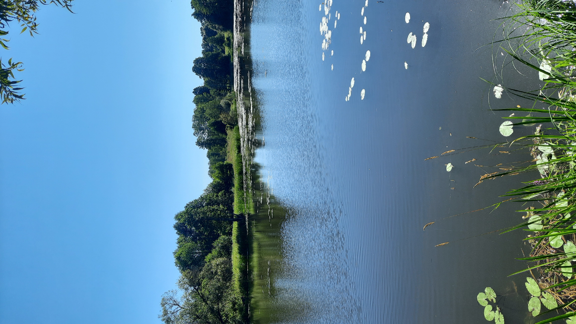 This is a photograph of a tranquil lake on a clear, sunny day. The lake's surface is calm with gentle ripples, reflecting the bright blue sky. Scattered across the water are numerous lily pads, some floating flat and others slightly submerged, with a few visible white lily flowers. The foreground features a dense growth of green reeds and tall grasses along the edge of the water. In the mid-ground, the lake extends towards a lush, tree-lined shore. The trees are a vibrant green, characteristic of a temperate climate during the warmer months. The horizon is marked by a dense band of trees and foliage, suggesting a natural landscape. The sky above is a uniform, cloudless blue. This scene is located in the Жодзішкаўскі сельскі Савет, Belarus. There are no people or animals visible in the image, and no specific actions are taking place.