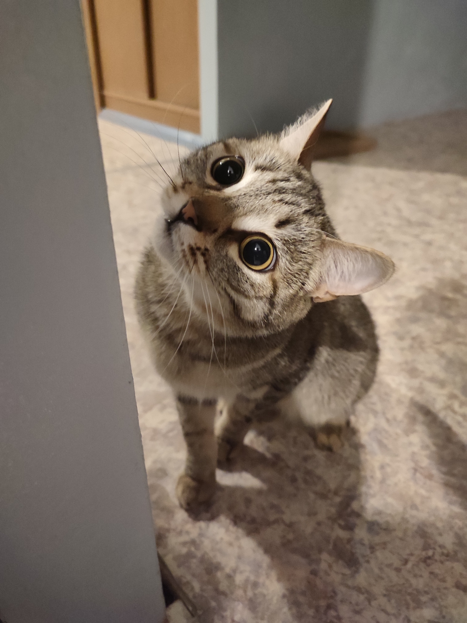 A tabby cat sits on a patterned floor, looking upwards and to its left. Part of a white wall is visible on the left side of the image. In the background are sections of a brown door and a light blue wall. The location is unknown.