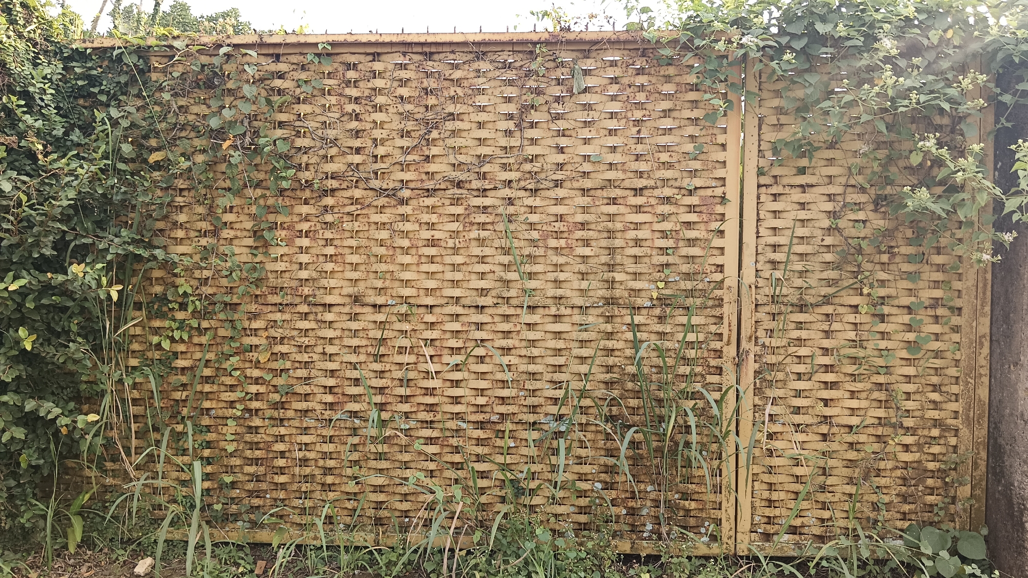 In Kemang, Indonesia, a woven yellow metal fence stretches horizontally across the frame, partially overgrown with various green vines and plants. The fence has a textured, basket-like pattern formed by interlocking metal strips. Some sections of the fence appear weathered and slightly rusted, adding to its rustic appearance. Tall, thin blades of grass and other low-lying greenery grow along the base of the fence. On the left side of the image, a dense cluster of leafy green foliage spills over the fence, obscuring part of its surface. Several thin, dark vines with small leaves climb across the fence, with some reaching towards the top. Towards the right side of the fence, a section of lighter green leaves and small white flowers is visible, suggesting a different type of plant. The overall environment appears to be outdoors, possibly in a garden or a naturalistic setting within the urban landscape of Kemang. The sky is visible at the very top of the image, appearing bright and overcast.