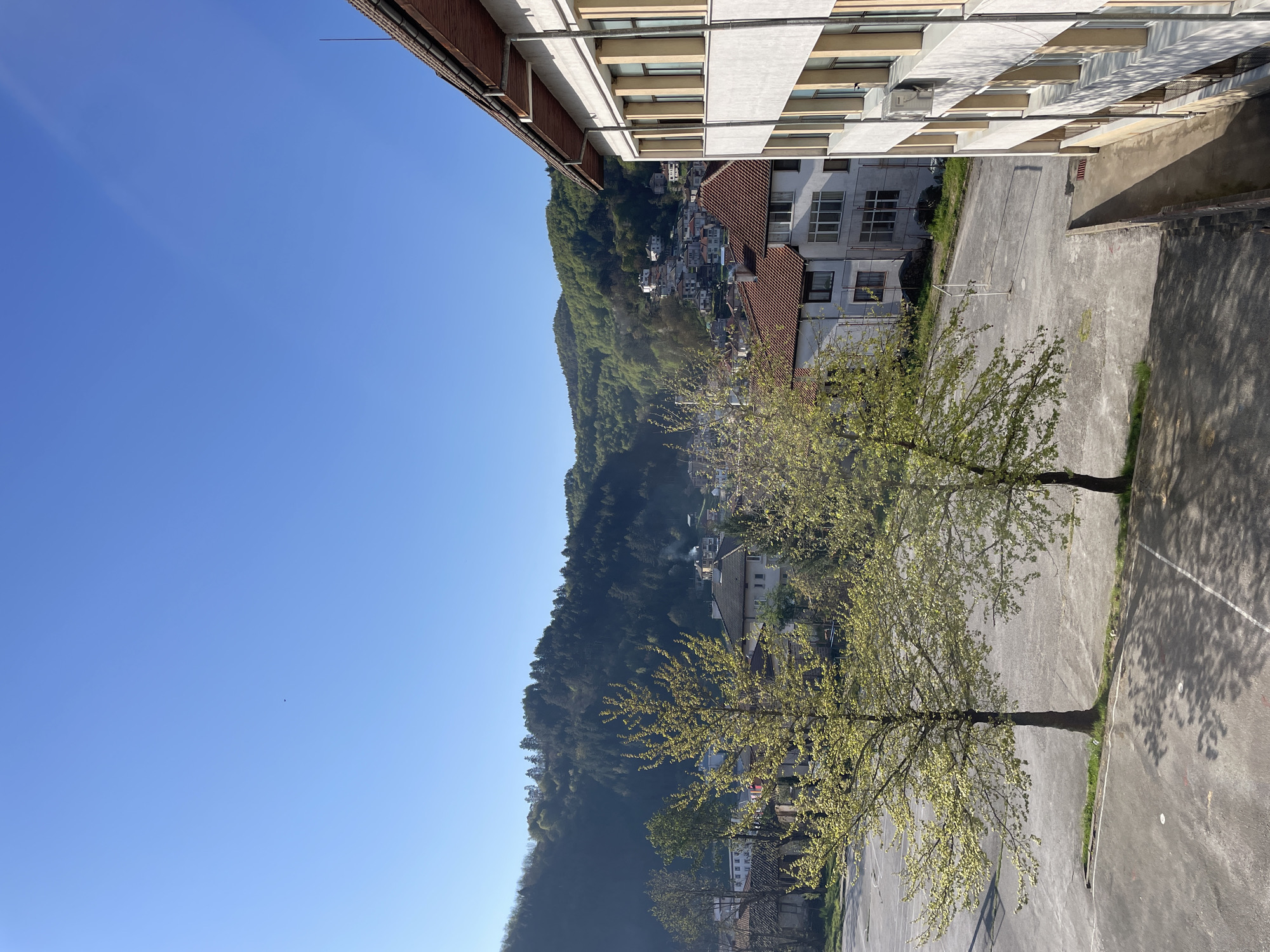 This image captures a bright, sunny outdoor scene, characteristic of spring or early summer due to the fresh, light green foliage. The setting is a residential area in a mountainous region, consistent with Zlatograd, Bulgaria.
In the foreground and midground, two deciduous trees with vibrant green leaves stand on an asphalt surface, which appears to be a courtyard or playground, marked with white lines. Strong, elongated shadows from the trees and nearby buildings stretch across the asphalt, indicating bright sunshine and suggesting either mid-morning or late afternoon. Patches of green grass are visible around the base of the trees and along the edges of the paved area.
To the right, a prominent multi-story building with white and light-colored facades features multiple balconies with horizontal railings. Further down and across the scene, other residential buildings with traditional red-tiled roofs are scattered, some partially obscured by the trees.
The background is dominated by a large, densely forested mountain or hill, covered in dark green trees. Small clusters of houses with red roofs are nestled into the lower slopes of the mountain, integrating into the natural landscape. The sky above is a uniform, clear blue, devoid of clouds, filling the upper left portion of the image. A tiny dark speck is barely visible in the clear sky. The scene is tranquil, with no people or specific activities visible. There is no discernible text in the image.