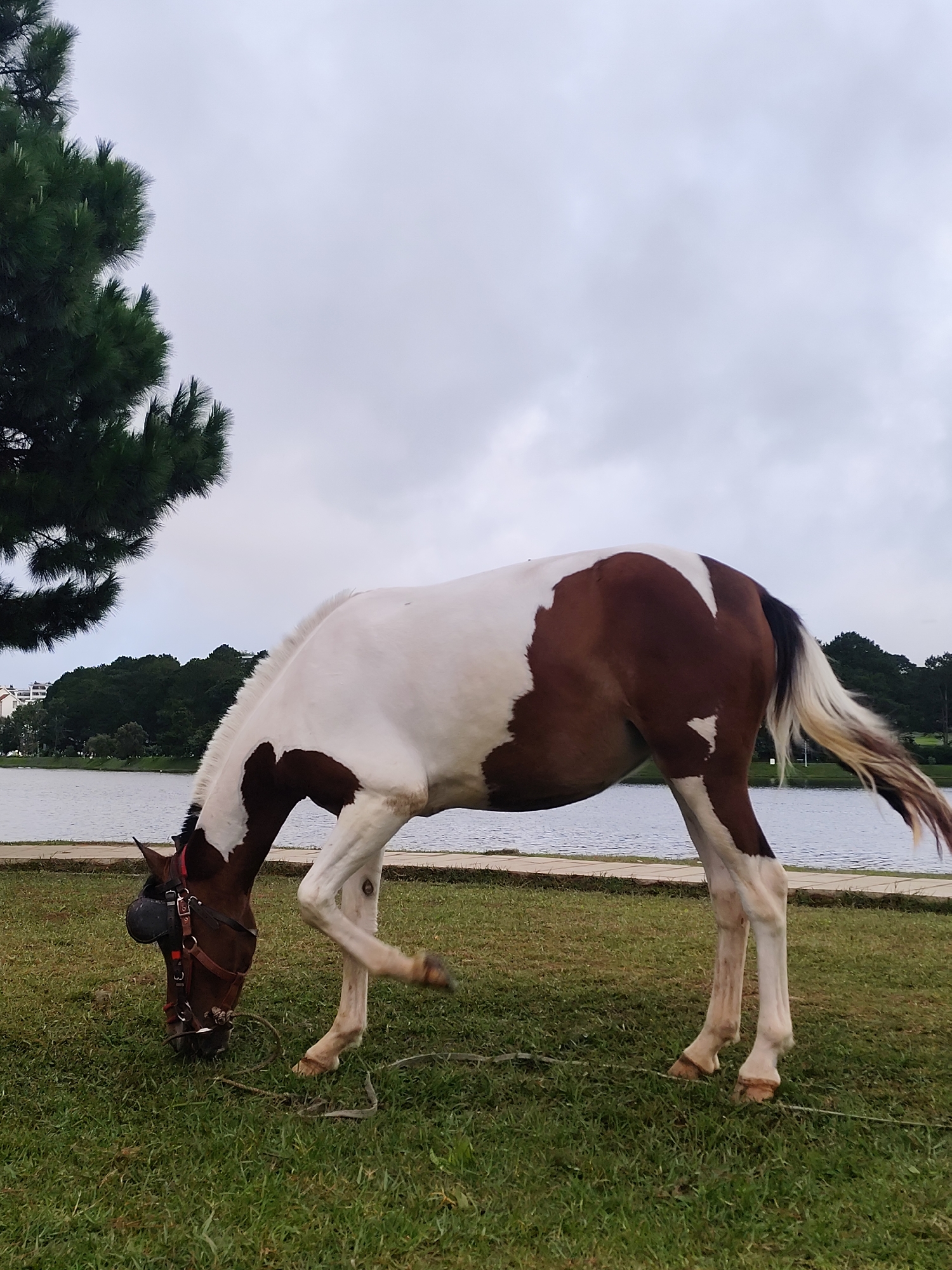 The image depicts a piebald horse with brown and white markings grazing on a grassy area next to a calm body of water. The horse is wearing a bridle and has a fly mask over its eyes. In the background, there is a line of trees, some buildings, and a cloudy sky. A pine tree branch is visible in the upper left corner. The setting appears to be a park or lakeside area, possibly Xuan Huong Lake in Da Lat, Vietnam, given the presence of pine trees and the general landscape. The overall atmosphere is serene, with the horse engaged in its natural activity.