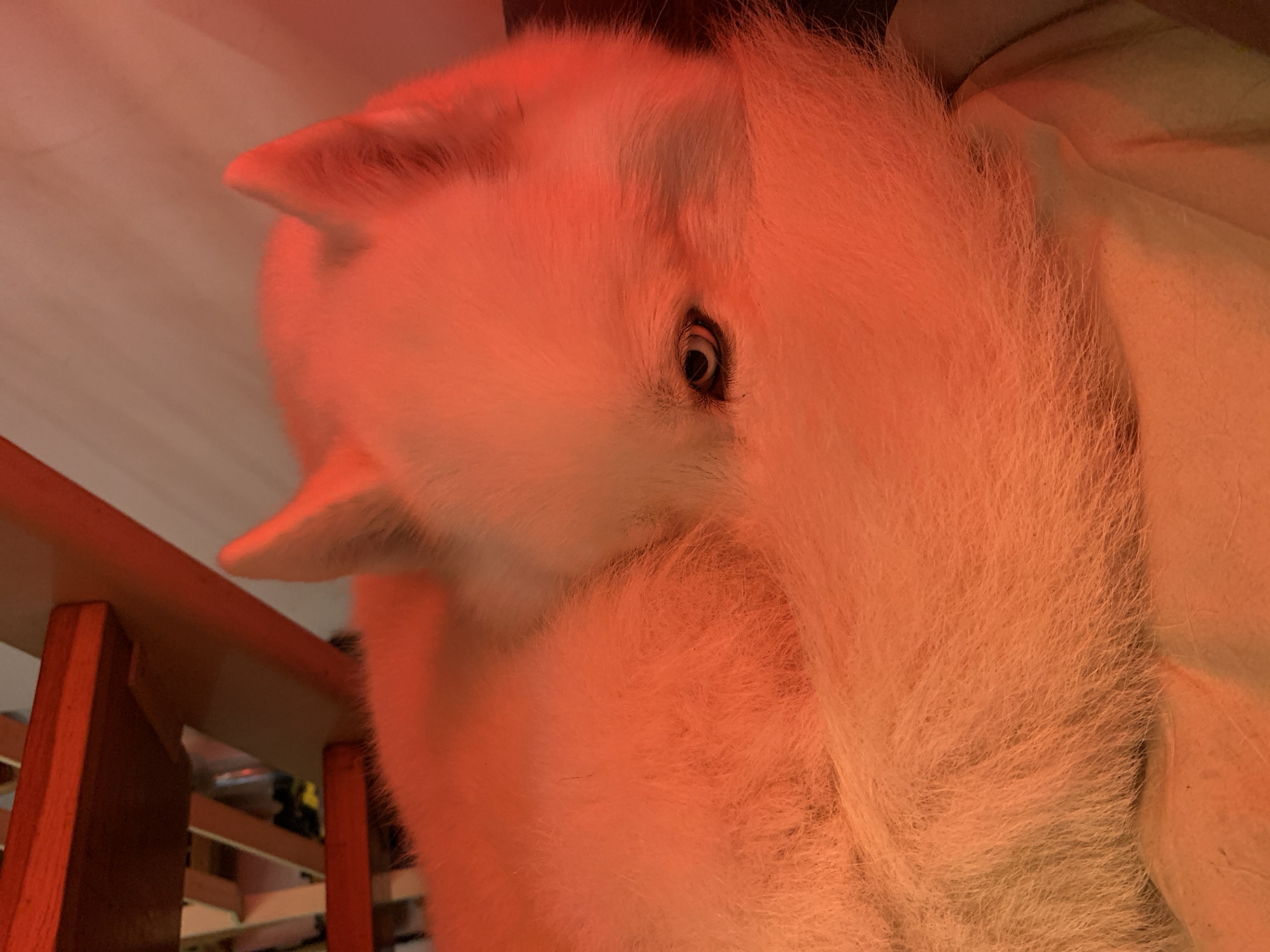 A white-furred husky-type dog is depicted curled tightly on a light-colored soft surface, presumably indoors. The dog's body and face are predominantly illuminated by a strong, reddish-orange light source, casting a uniform warm hue across the scene. One light blue eye is partially visible, appearing to observe the viewer from within the dog's fur, which obscures the rest of its facial features. Pointed ears are discernible above the visible eye. In the upper left background, sections of a wooden structure, possibly stairs or shelving, with reddish-brown planks and lighter support elements, are visible. The dog's dense, white fur shows texture and slight variations in the intense red light. No human figures are present. The scene indicates a domestic setting.