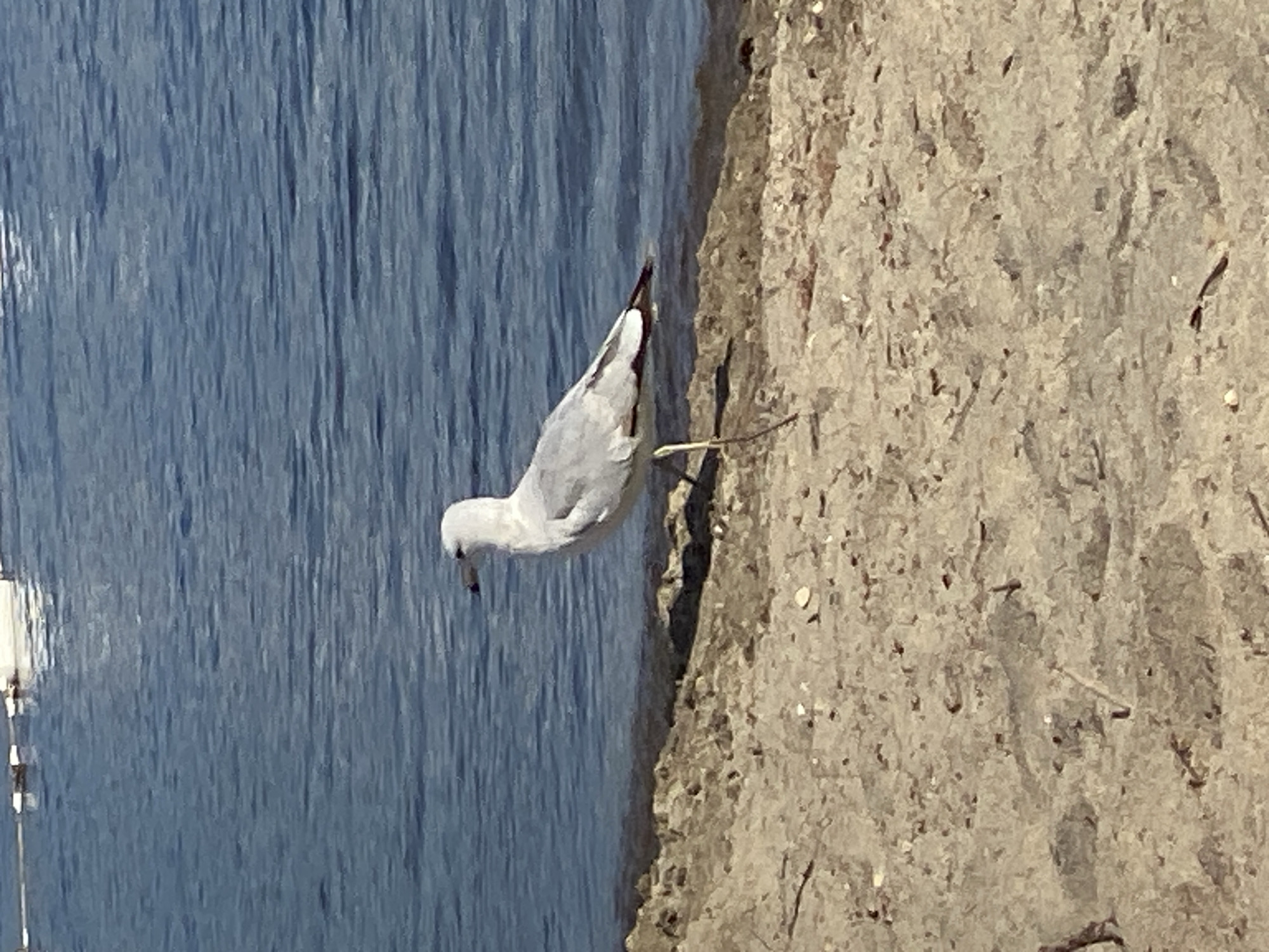 A single white and grey seagull stands on a sandy shore next to a body of blue water. The seagull is facing right, with its head turned slightly to the left. The sand is rough and speckled with small pebbles and debris. The water is rippled and reflects the sunlight. In the distance, a white floating structure is visible on the water. The scene is set in Duhamel, Canada.