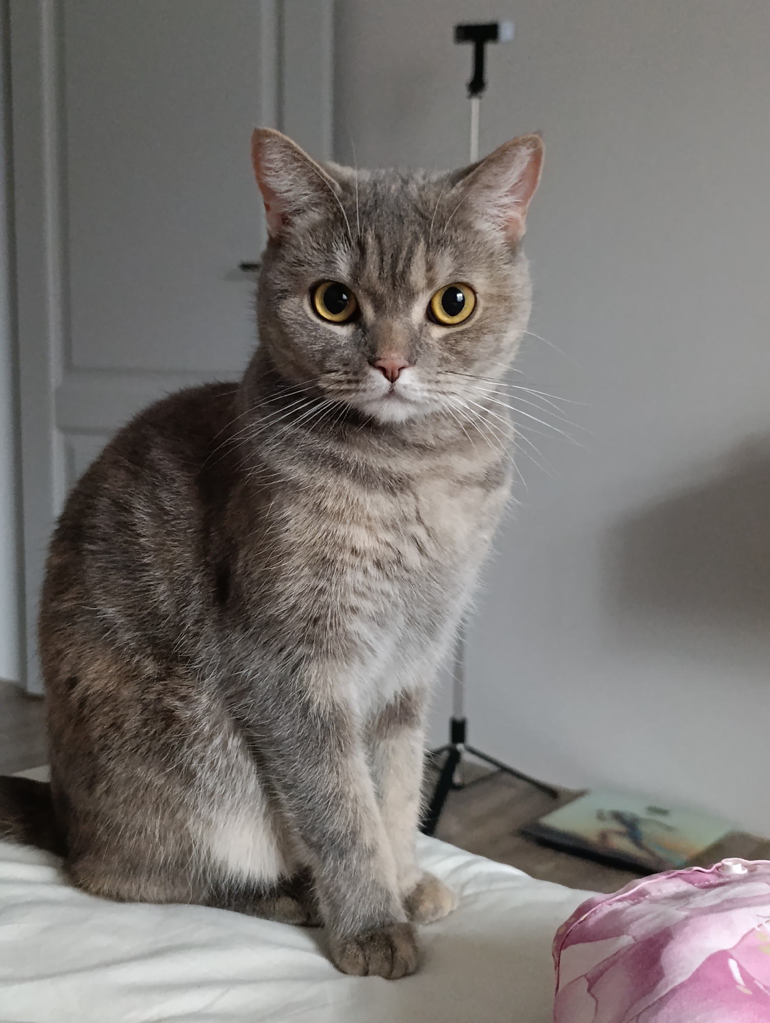 A gray tabby cat with golden eyes sits upright on a white surface, likely a bed. The cat's fur has a slightly mottled appearance. Behind the cat is a light gray wall, a white door on the left, and a thin, black adjustable stand in the center. To the right of the cat are indiscernible items on the bed, including what appears to be a pillow with a pink floral pattern and possibly a book. The location is specified as Chaikovsky, Russia, though there is no visible information in the image that would indicate this location.