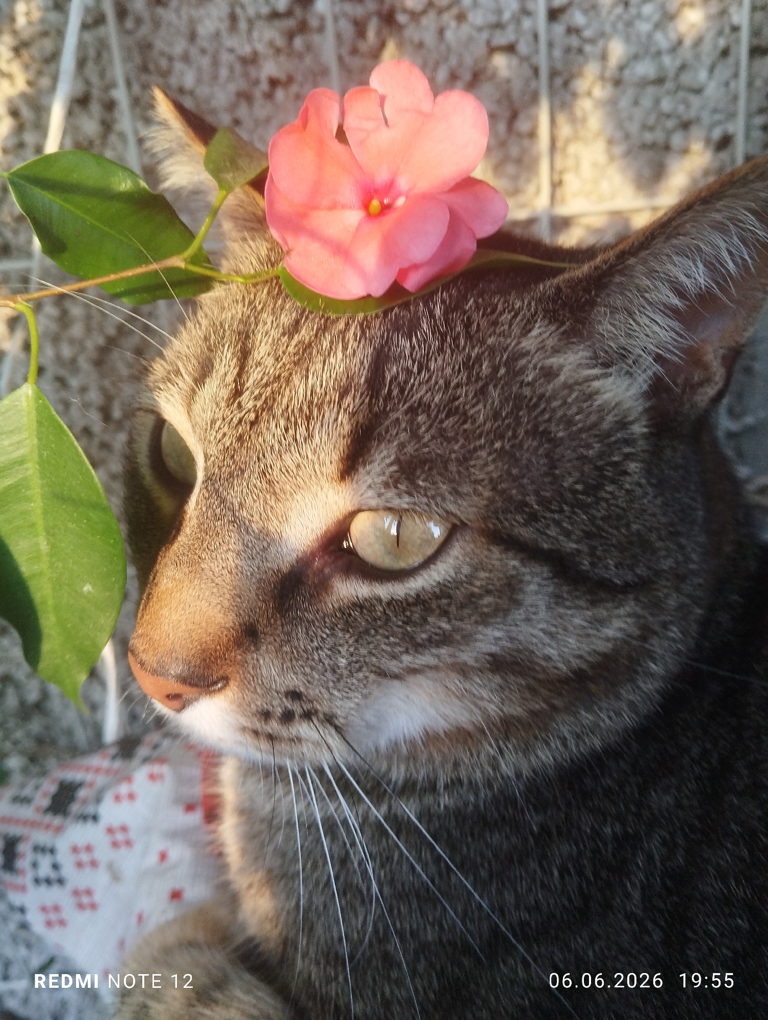 A close-up photograph captures a domestic tabby cat with grey and brown striped fur, shown in profile, facing towards the left side of the frame. A single, delicate, five-petaled pink flower with a yellow pistil, attached to a slender green stem bearing two small green leaves, is positioned on top of the cat's head, resting near its right ear. The cat's visible right eye is light green/amber with a vertically elongated pupil and displays a clear reflection of the strong ambient light. Its nose is pinkish-brown, and numerous long, white whiskers extend prominently from its muzzle.
The scene is illuminated by intense, warm, low-angle sunlight, characteristic of late afternoon or early evening, consistent with the 19:55 timestamp. This light creates soft shadows and highlights the fine texture of the cat's fur and the flower. The background is a blurred, light grey, textured surface, possibly a concrete or stucco wall, partially obscured by a visible white metallic grid or fence structure. In the lower left foreground, a portion of a white fabric featuring a repeating pattern of small red and black geometric shapes is visible, suggesting the cat is reclining on it. The image includes a "REDMI NOTE 12" watermark at the bottom left and the date and time "06.06.2026 19:55" at the bottom right. The setting is in the city of Burgas, Bulgaria.
