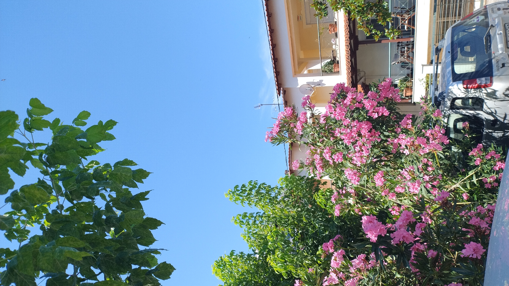 In Neoi Epivates, Greece, on a clear, sunny day, the foreground of the image is dominated by a lush, vibrant pink oleander bush in full bloom, its delicate flowers cascading over dark green leaves. To the left, a leafy green tree branches overhead, with its foliage casting shadows. Behind the oleander, a white building with a terracotta tiled roof stands, featuring balconies with potted plants and outdoor furniture visible. A silver SUV is parked in front of the building, its rear visible with a "SUZUKI" emblem and a sticker that reads "IGNIS". The sky above is a brilliant, cloudless blue.