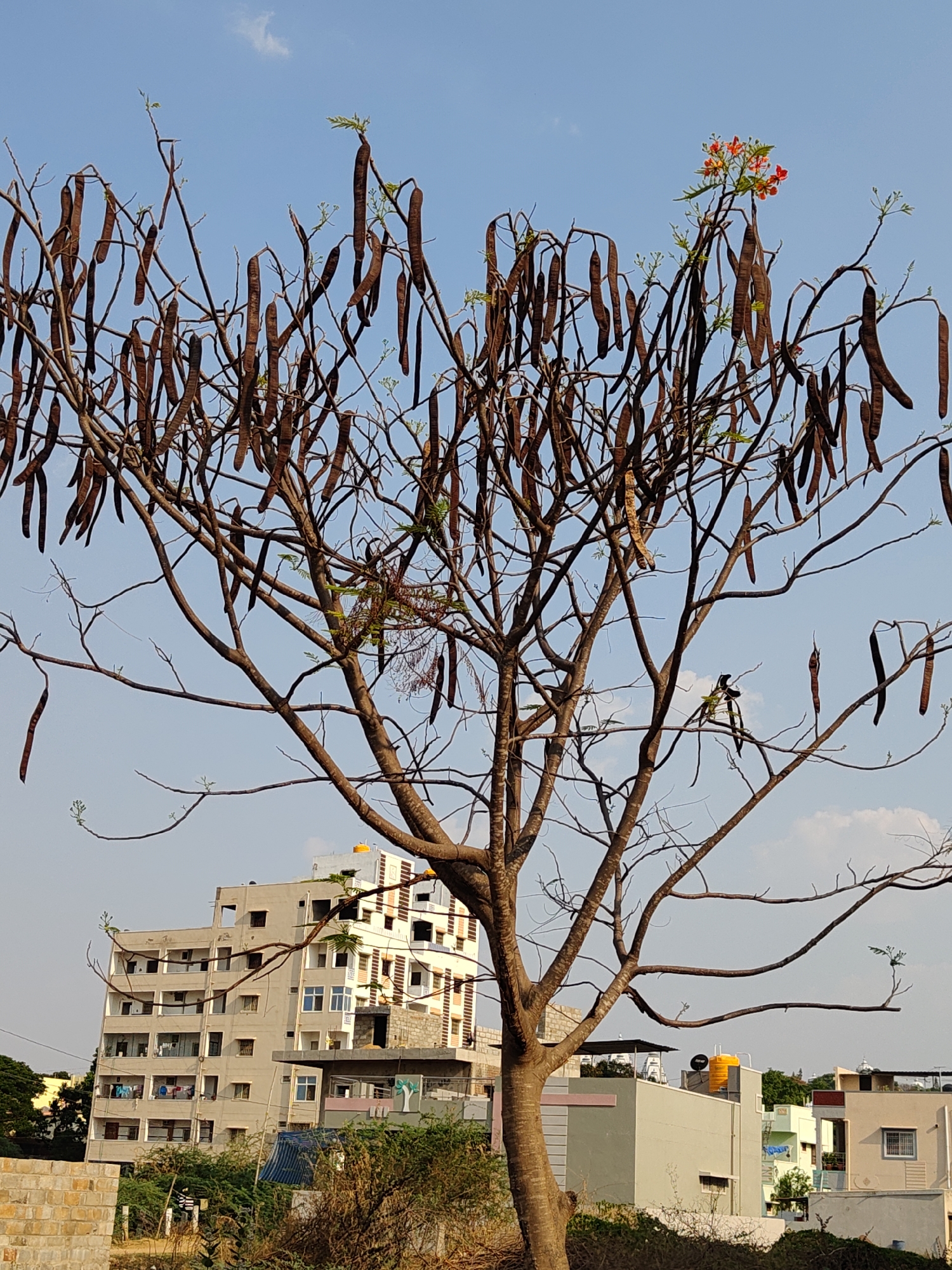 A medium shot depicts a tree with brown seed pods hanging from its branches against a light blue sky. The tree has sparse green foliage and a few red flowers on the upper right side. A small bird is perched on a branch to the right of the tree’s center. In the background, there are buildings of various sizes and colors. An unfinished, taller building is behind the tree, and smaller, residential-style buildings are in the foreground. The scene appears to be in an urban or suburban area. The photograph was taken during daylight hours. The location is identified as Pedda Kammavaripalli, India.